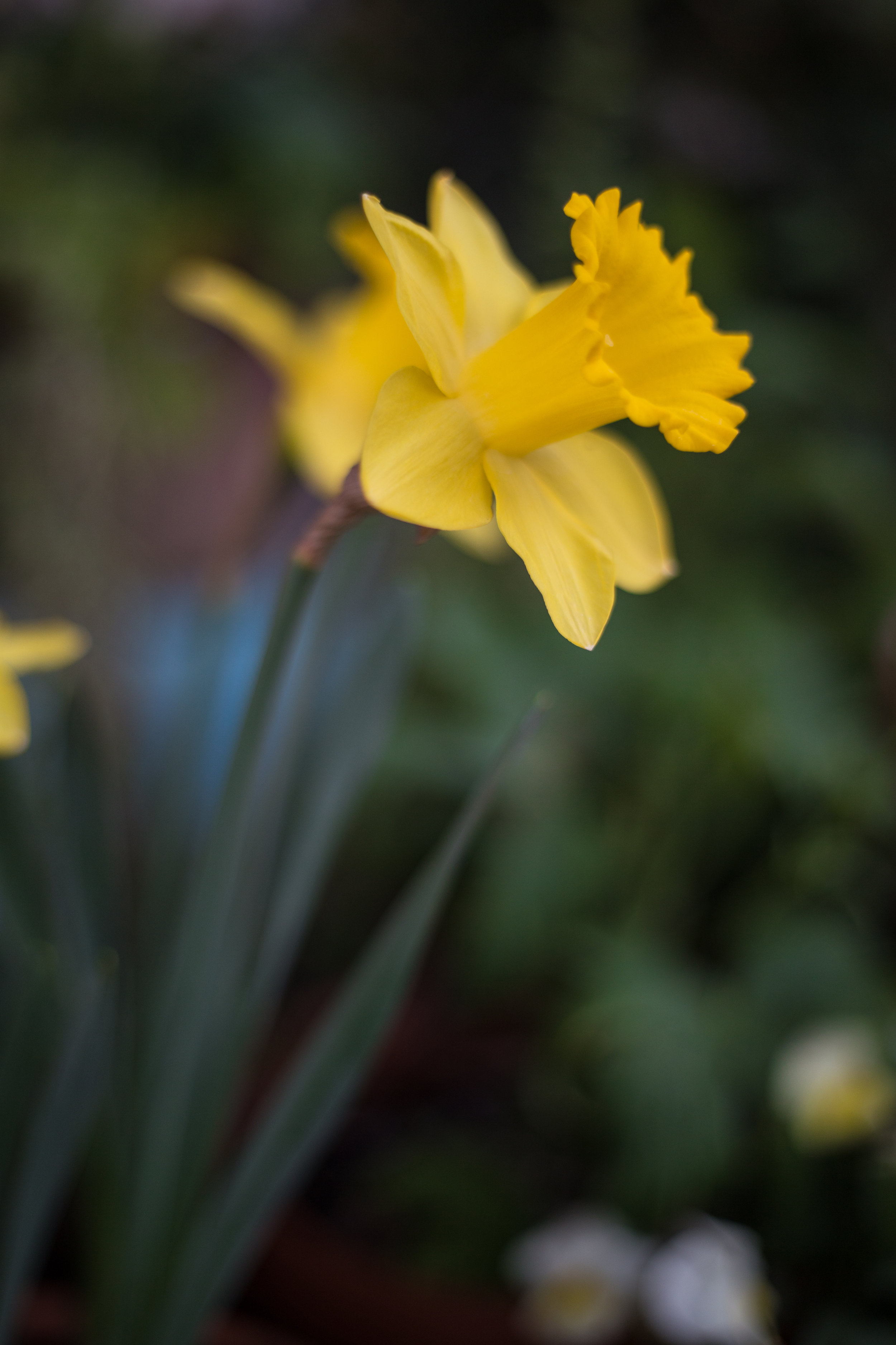 daffodil_24769806512_o.jpg