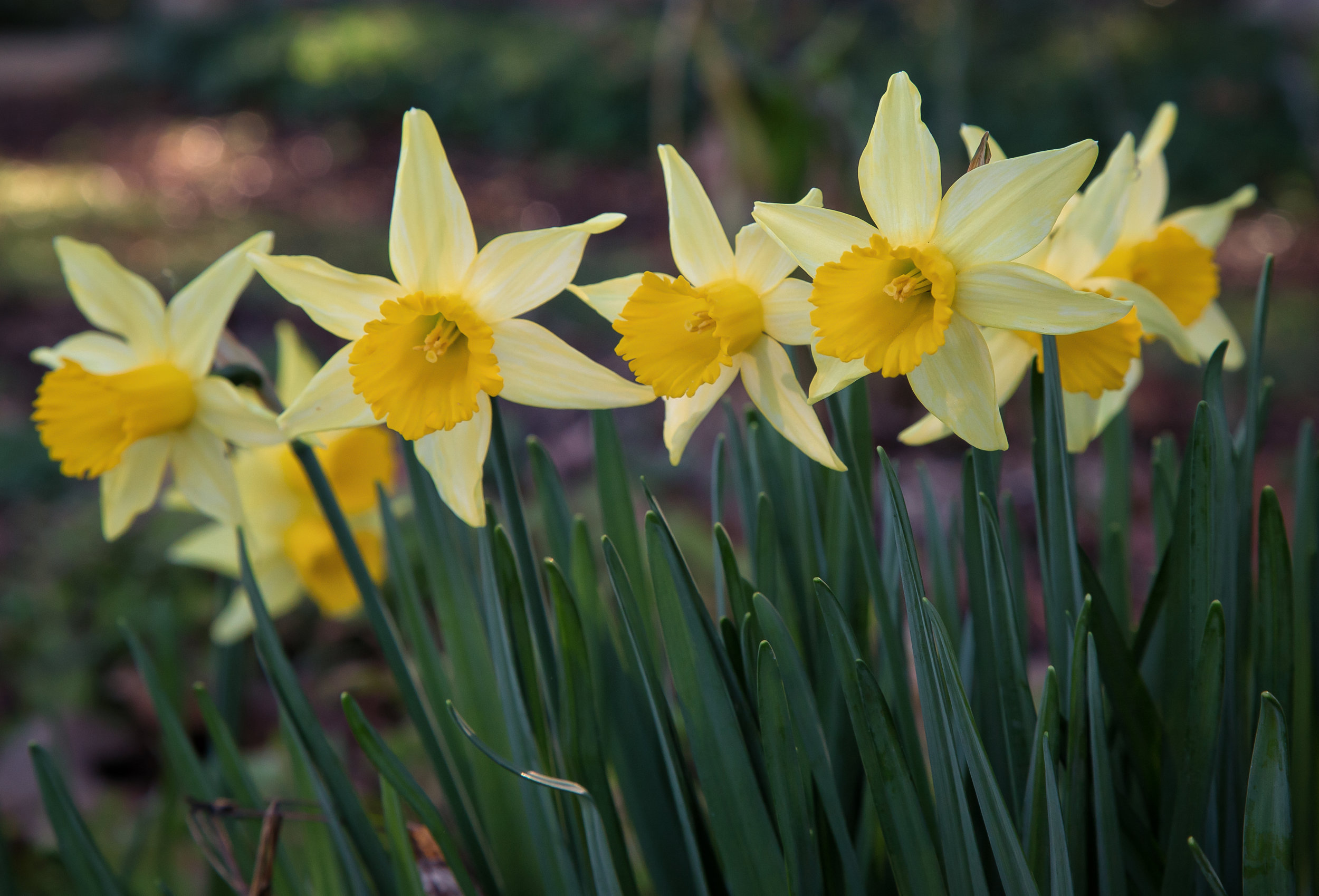 daffodils_24868009012_o.jpg