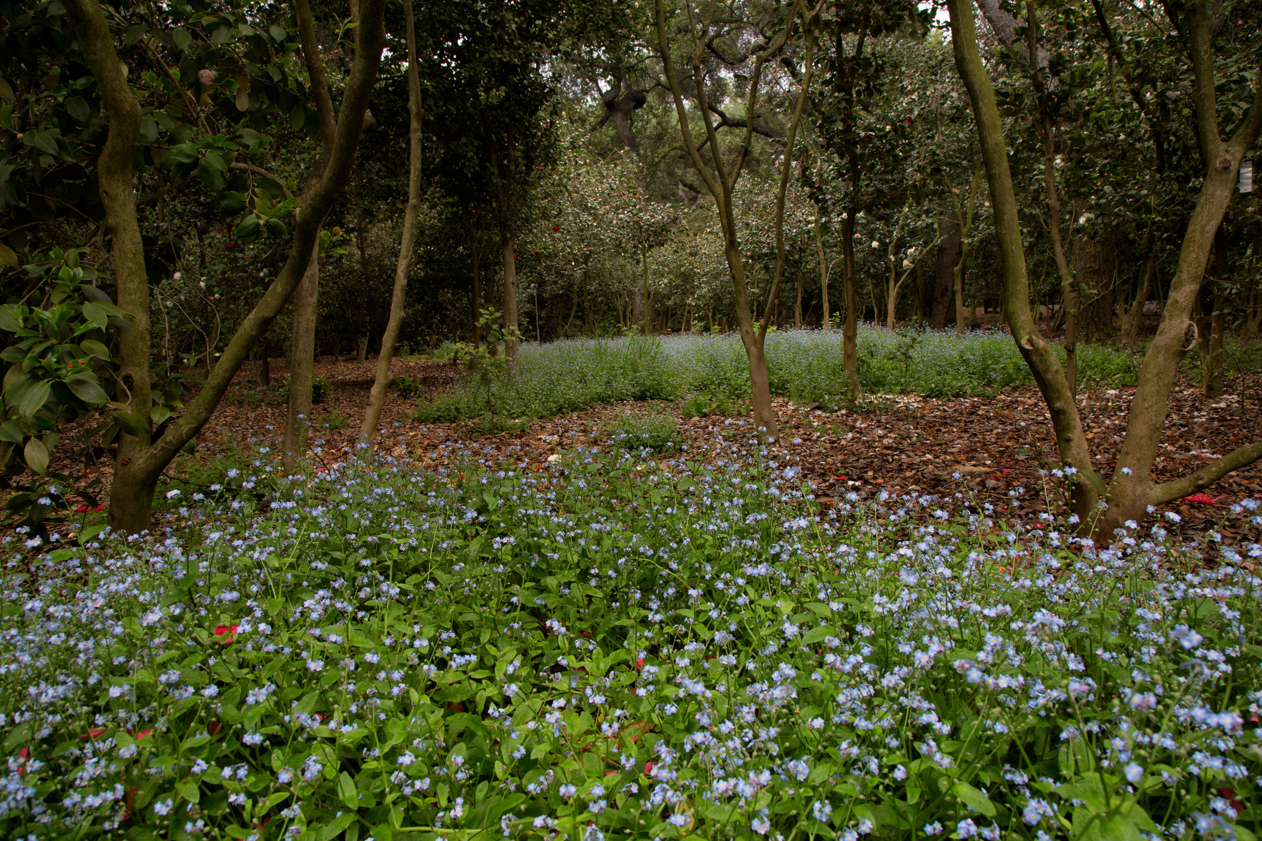 forget-me-nots-in-the-camellia-forest_26106587045_o.jpg