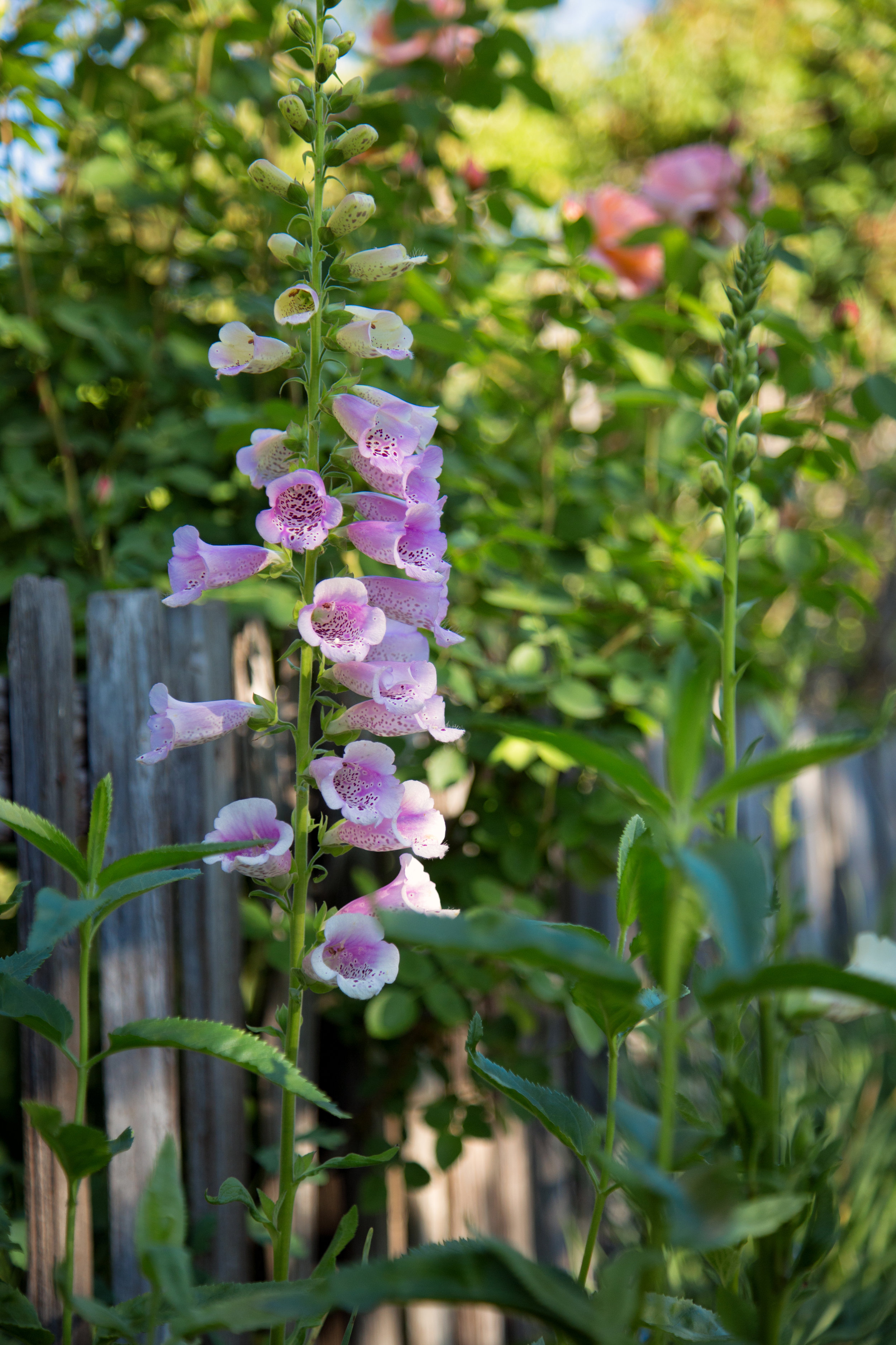 foxgloves-at-the-cottage-fence_26172103491_o.jpg