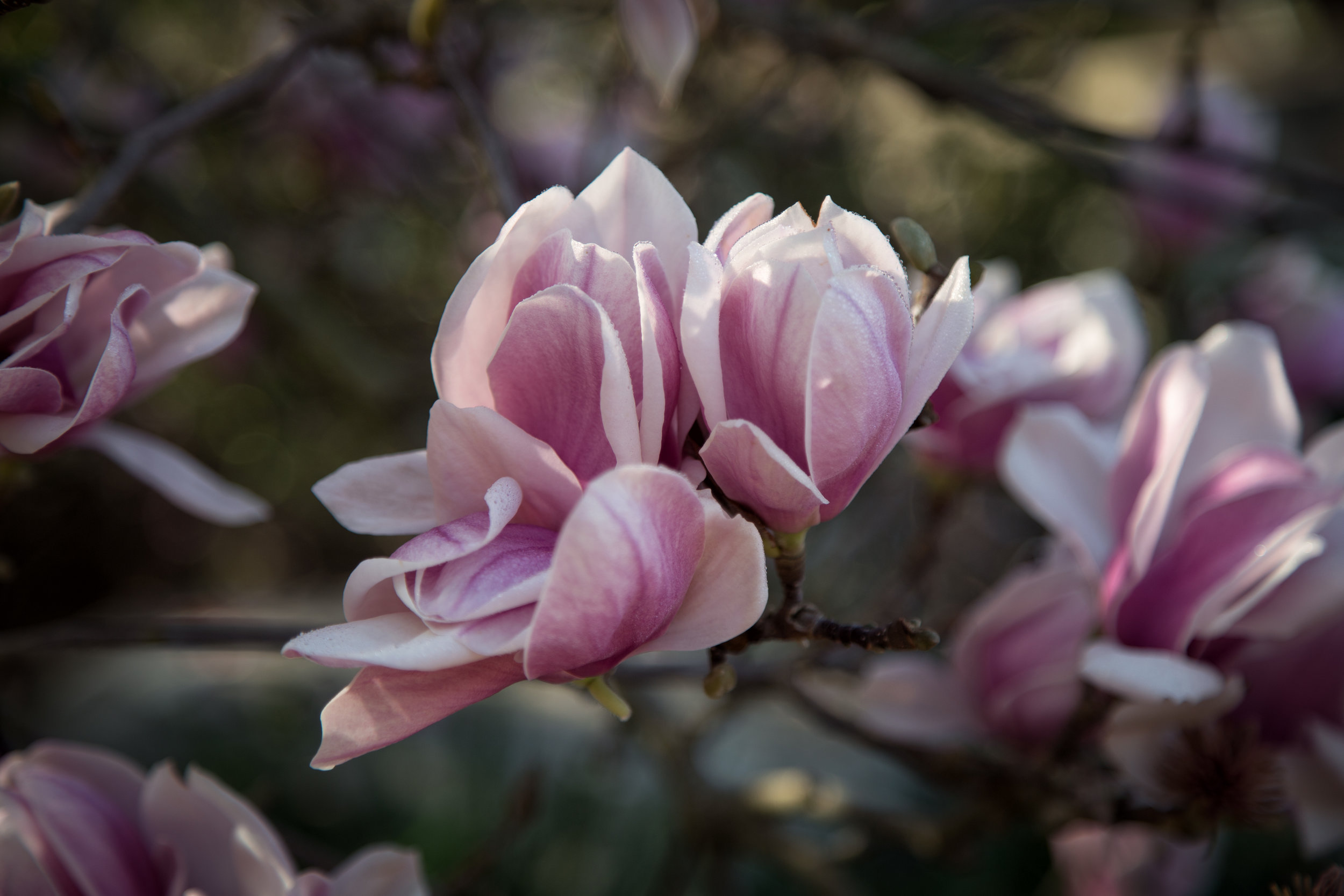 magnolia_25060288011_o.jpg