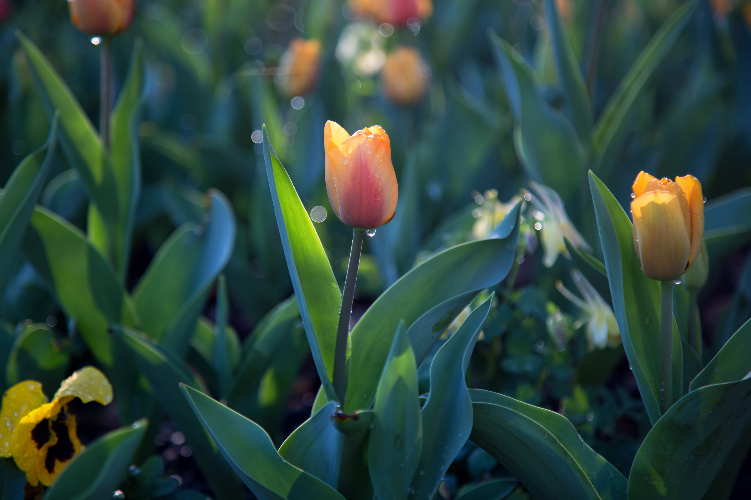 peach-tulip_25224489081_o.jpg