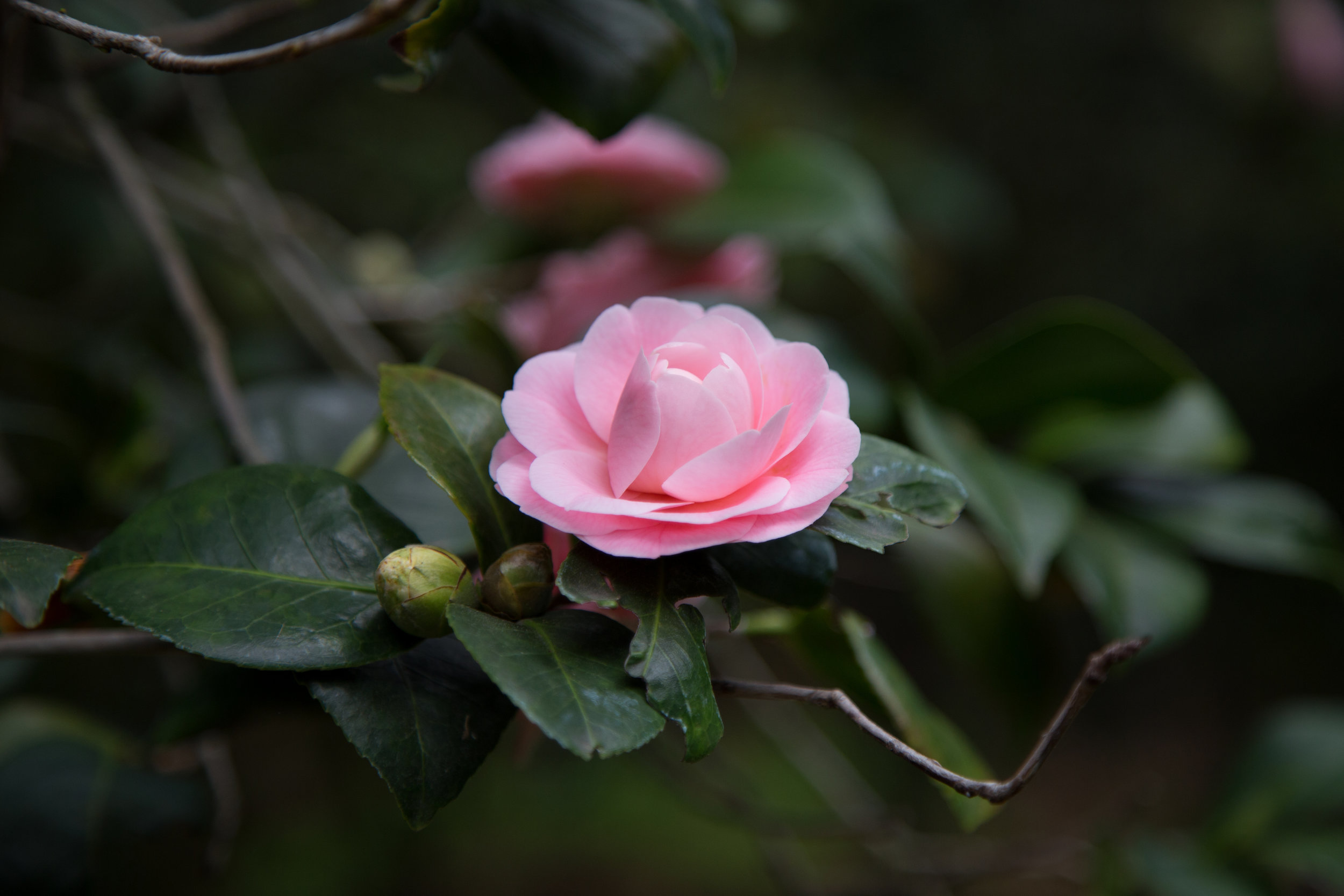 pink-camellia_25889879993_o.jpg