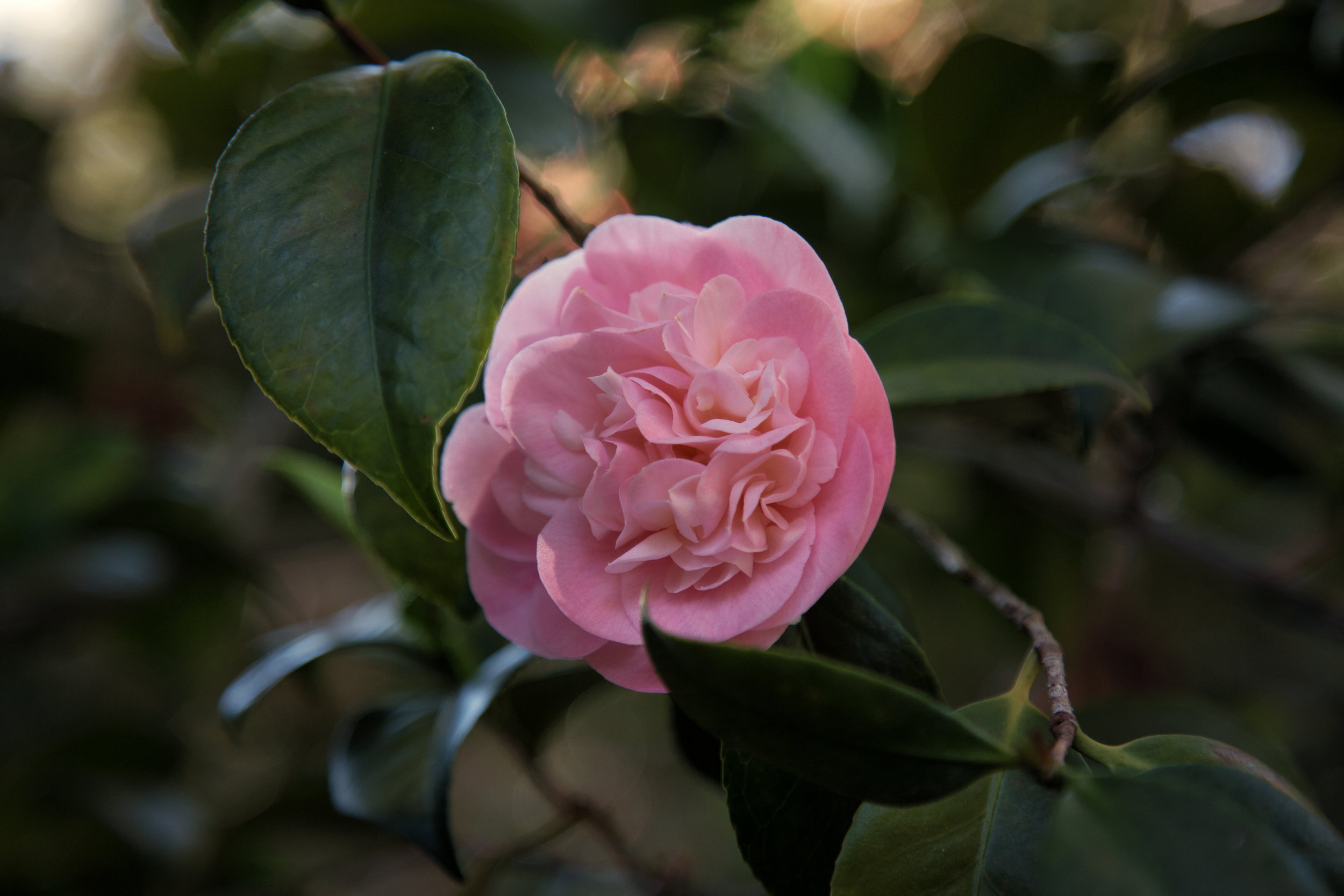 pink-camellia_24934522092_o.jpg
