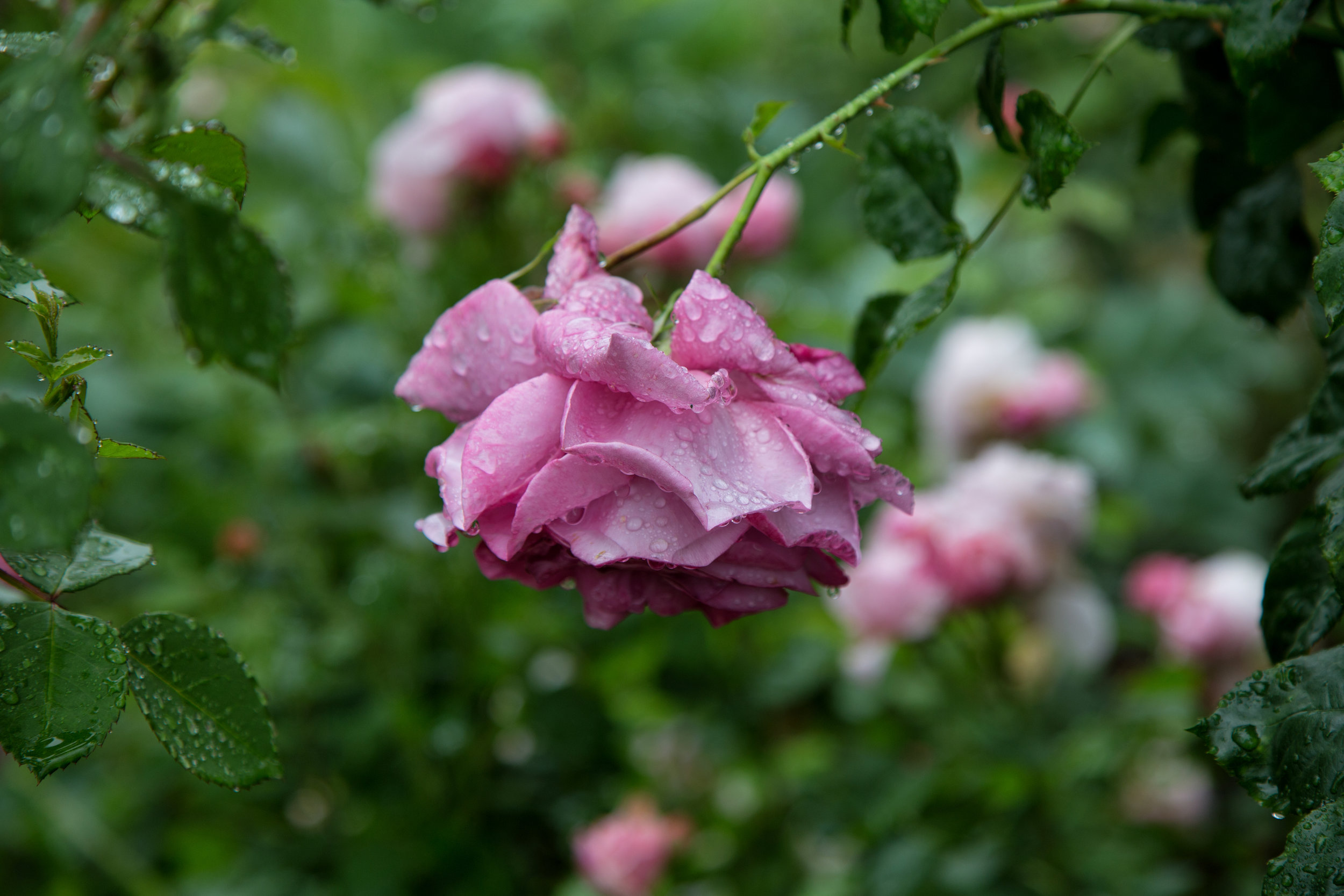 rain-soaked-roses_26334554565_o.jpg