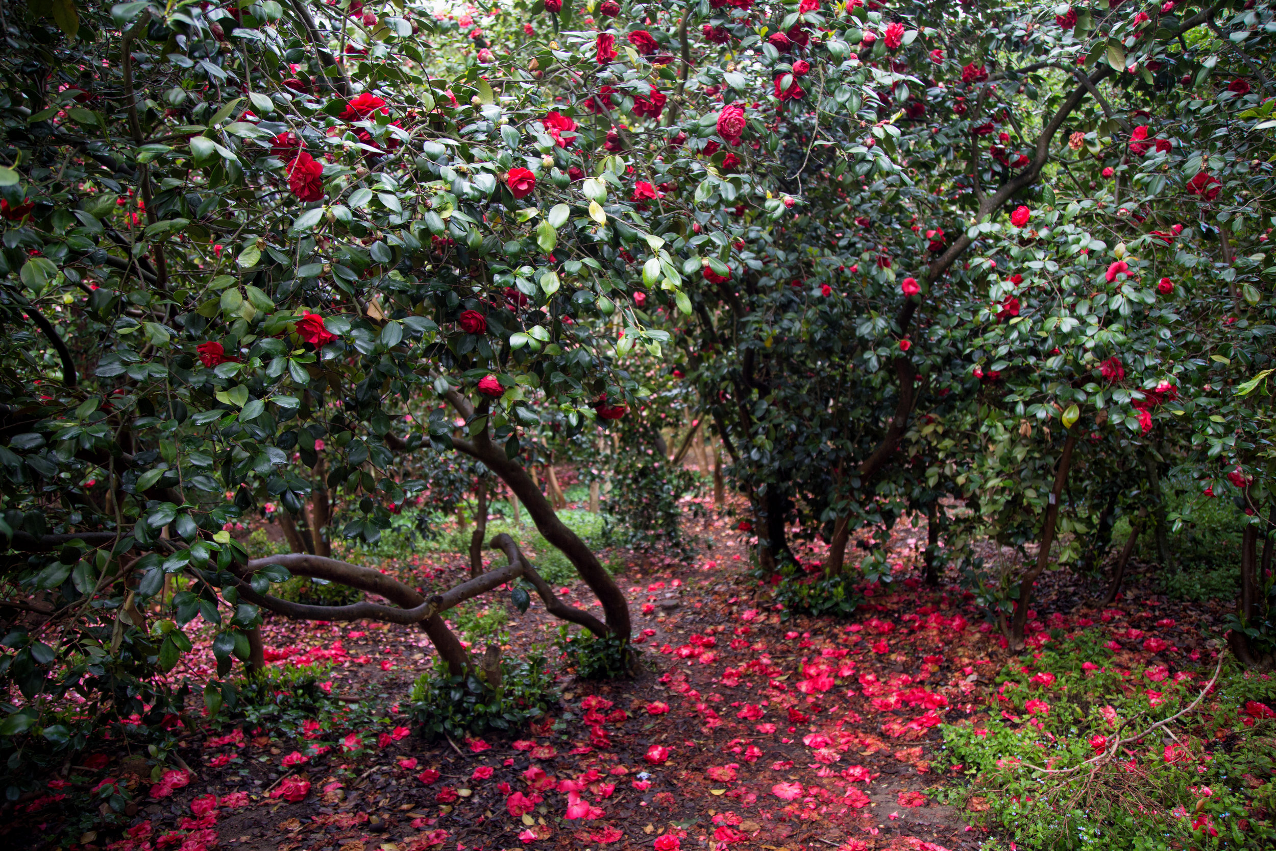 rainy-days-in-the-camellia-forest-are-magical_26332518835_o.jpg