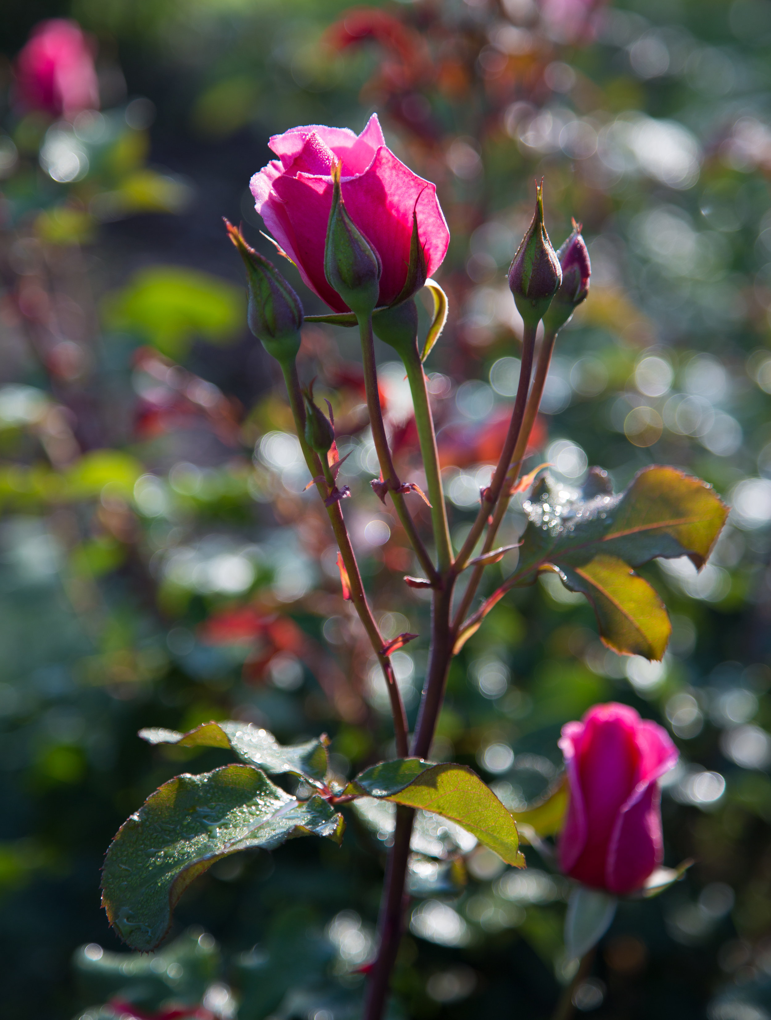 roses_25799834840_o.jpg