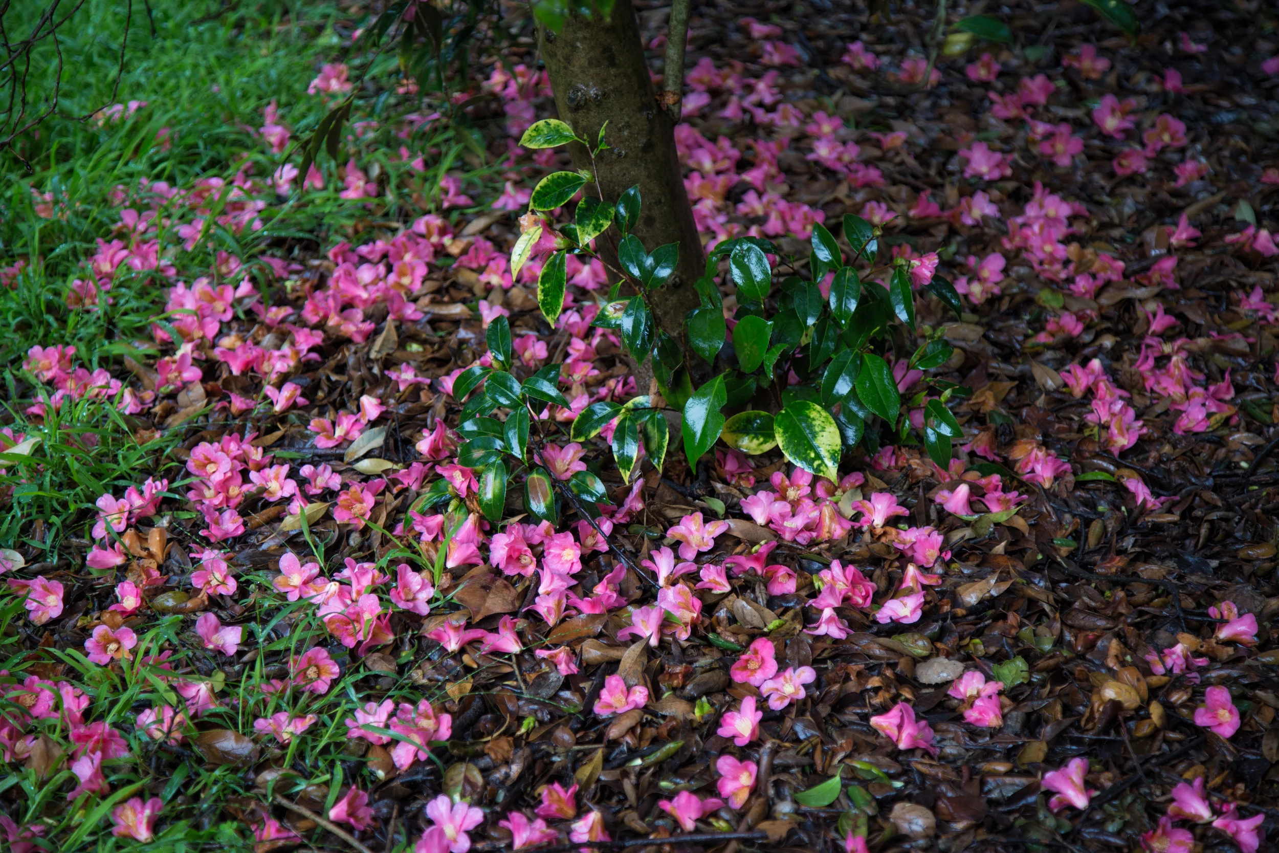 A blanket of fallen camellias.