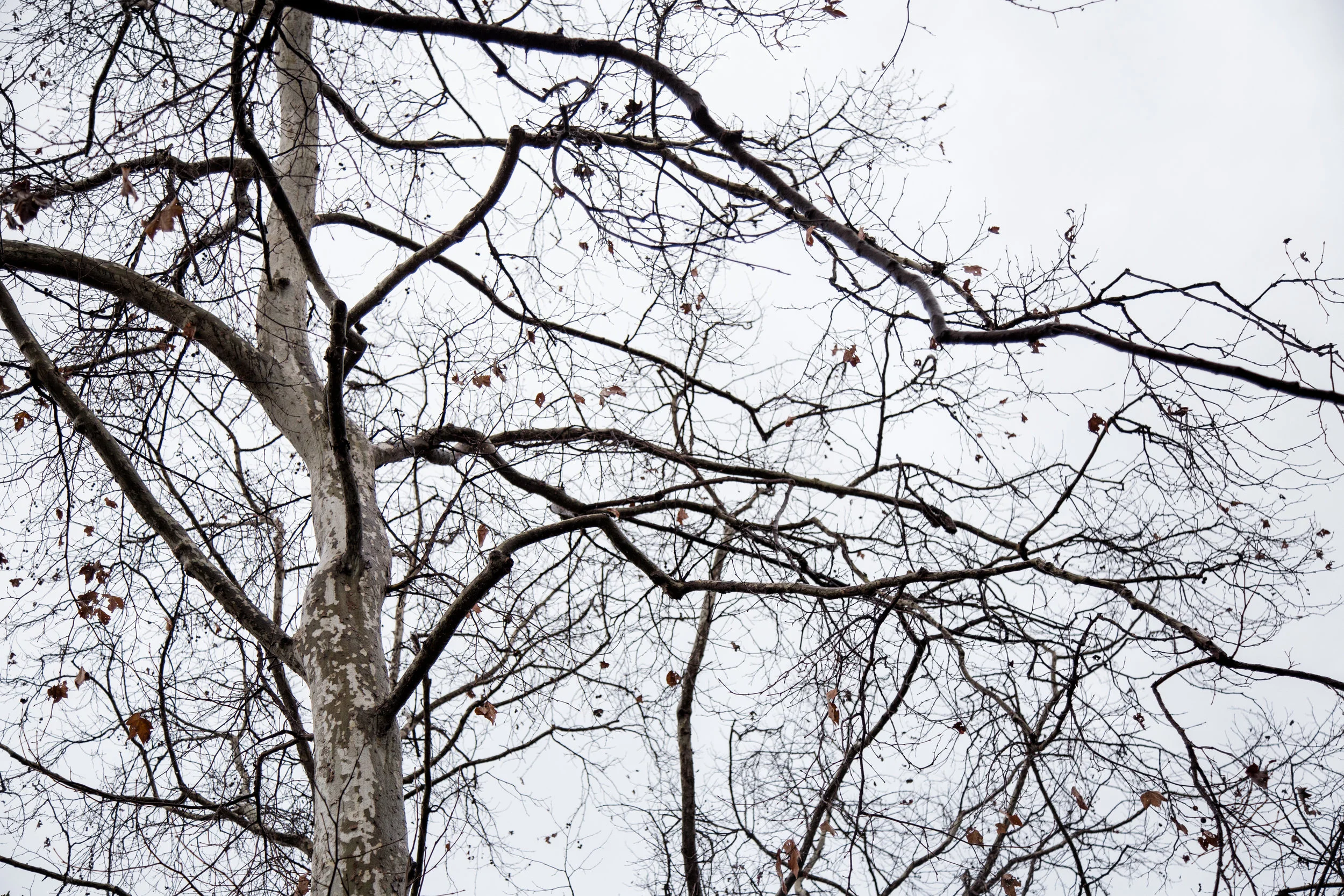 Gray winter sky.