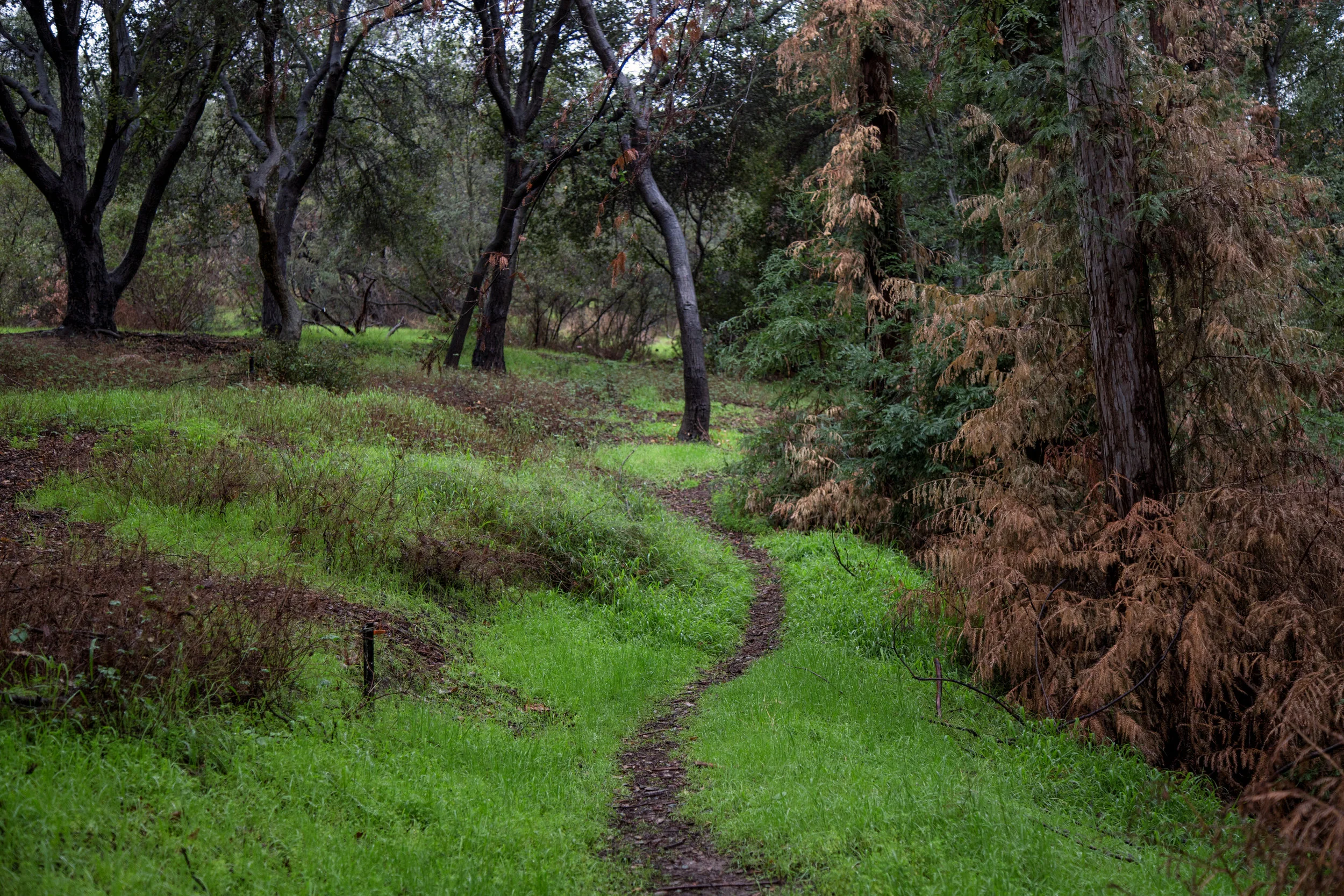 Walking along the Green Man path.