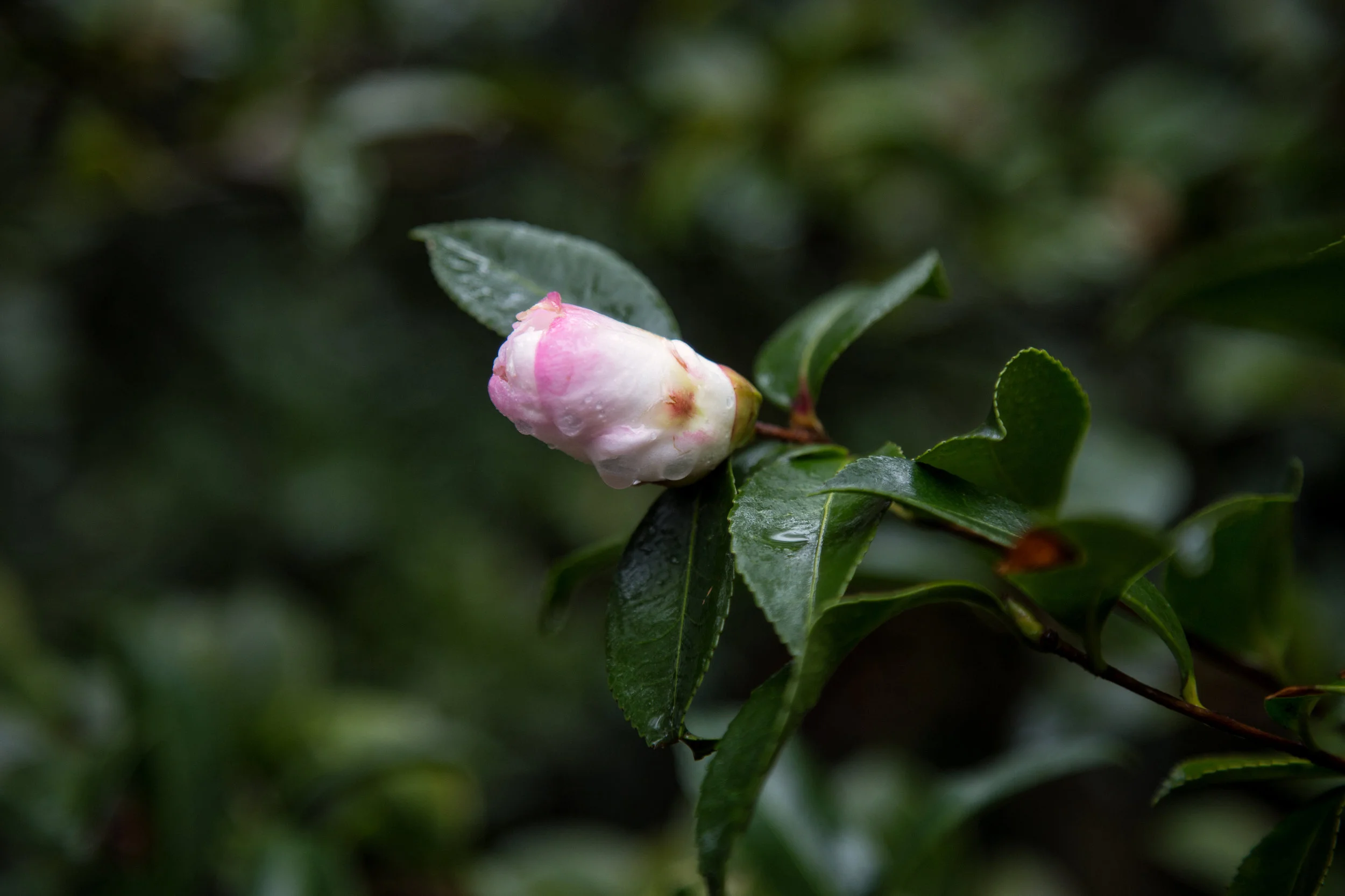 Camellia bud almost ready to open.
