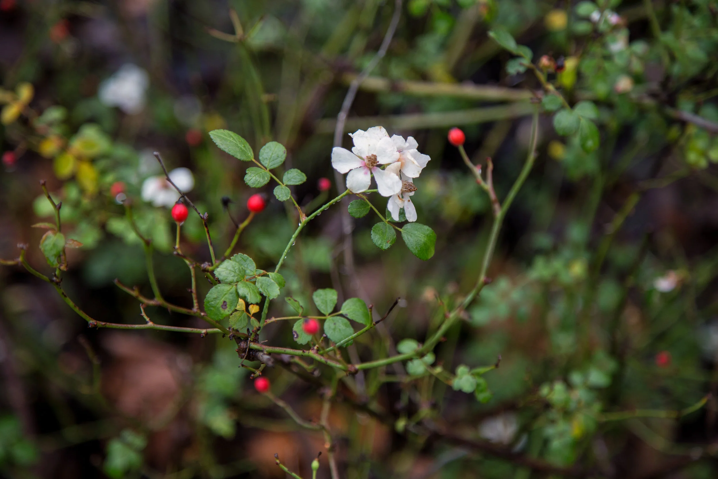 Cottage roses.