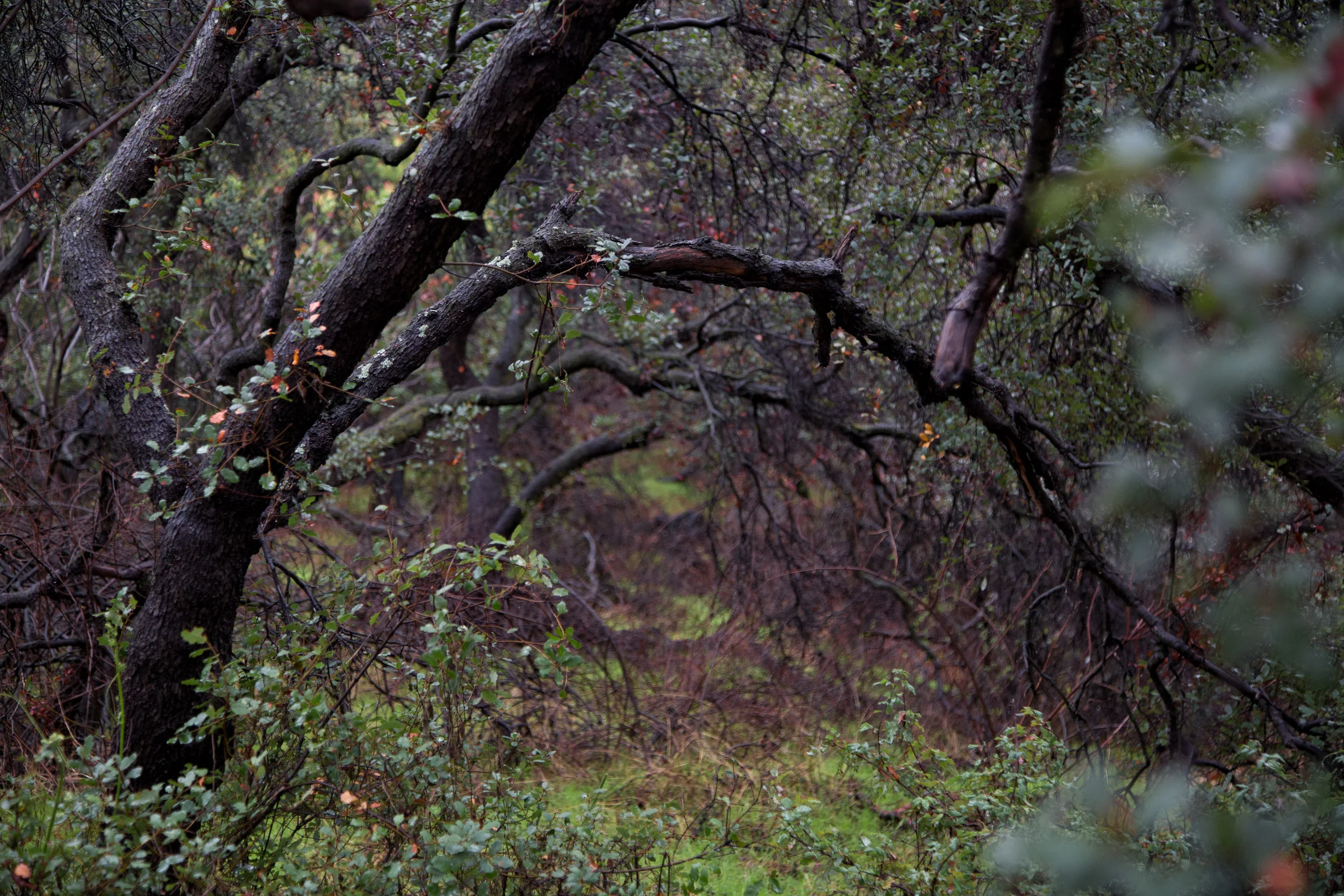 Descanso in the Rain, January 7, 2017
