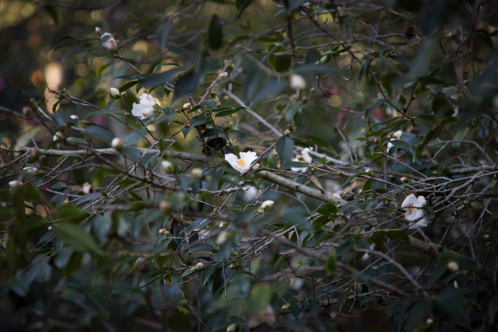 Camellia forest, Descanso Gardens