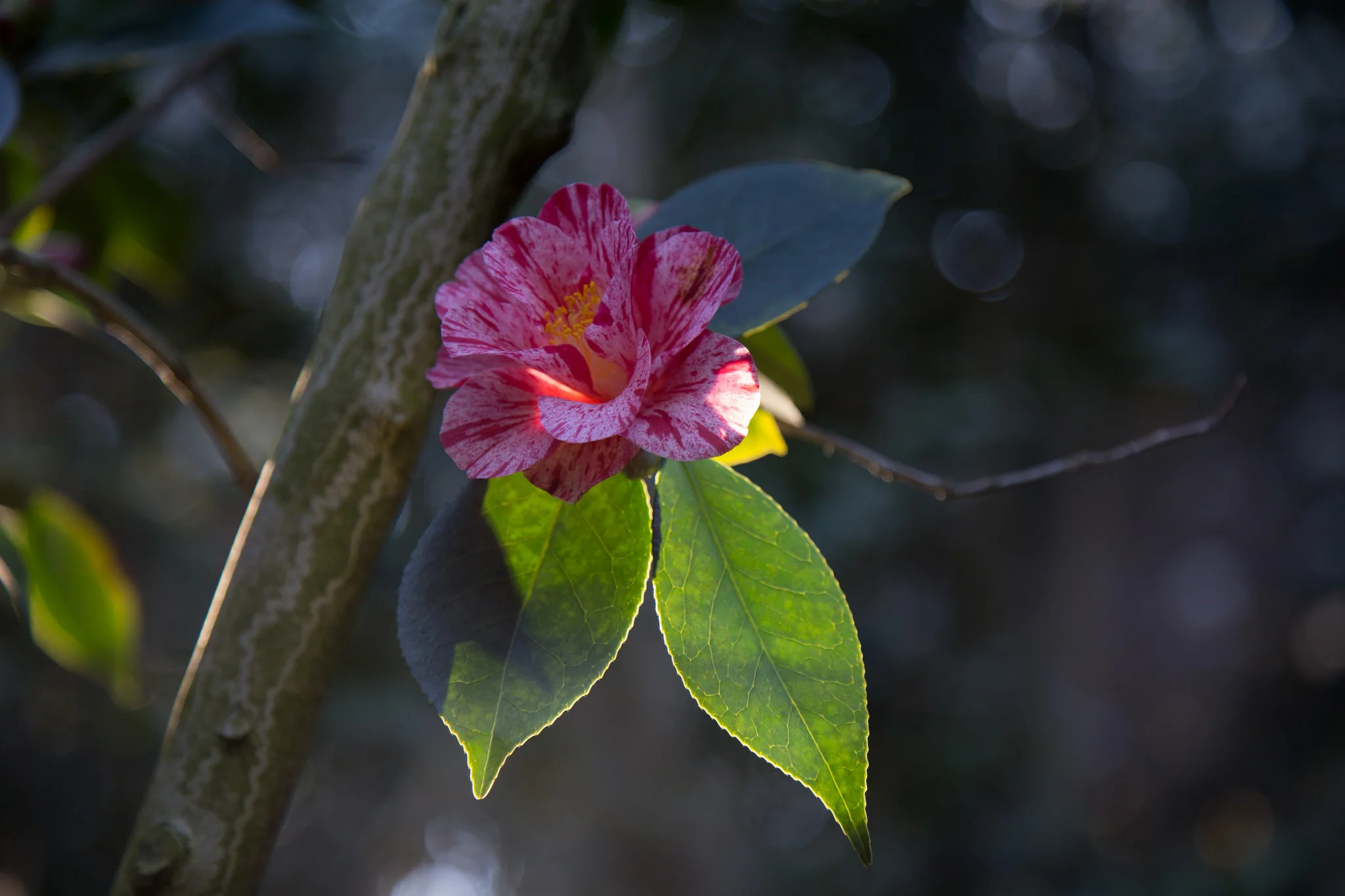 Camellia in morning sun, Descanso Gardens