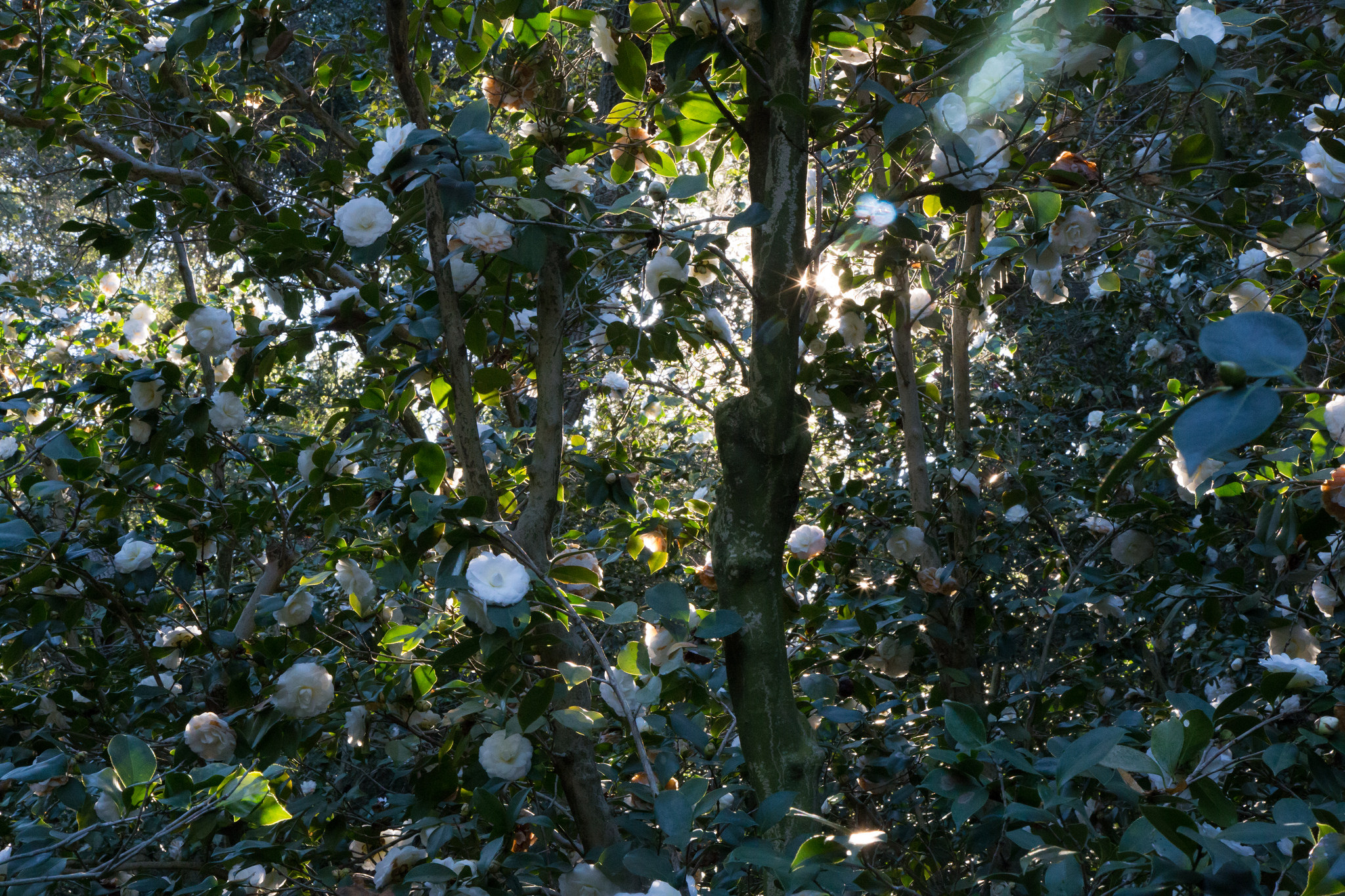 The Enchanted Camellia Forest, Descanso Gardens