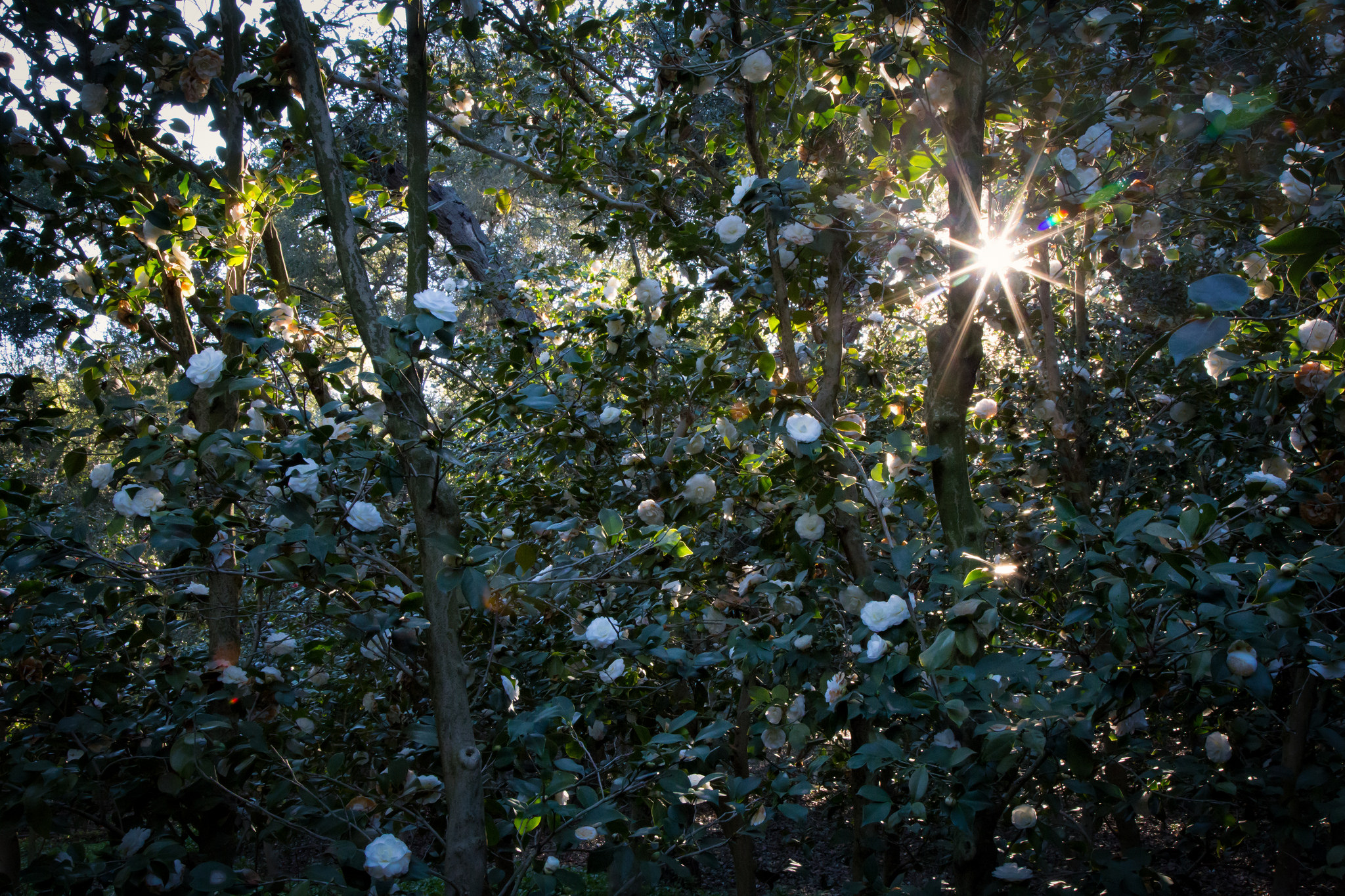 Morning sunburst,&nbsp;Descanso Gardens