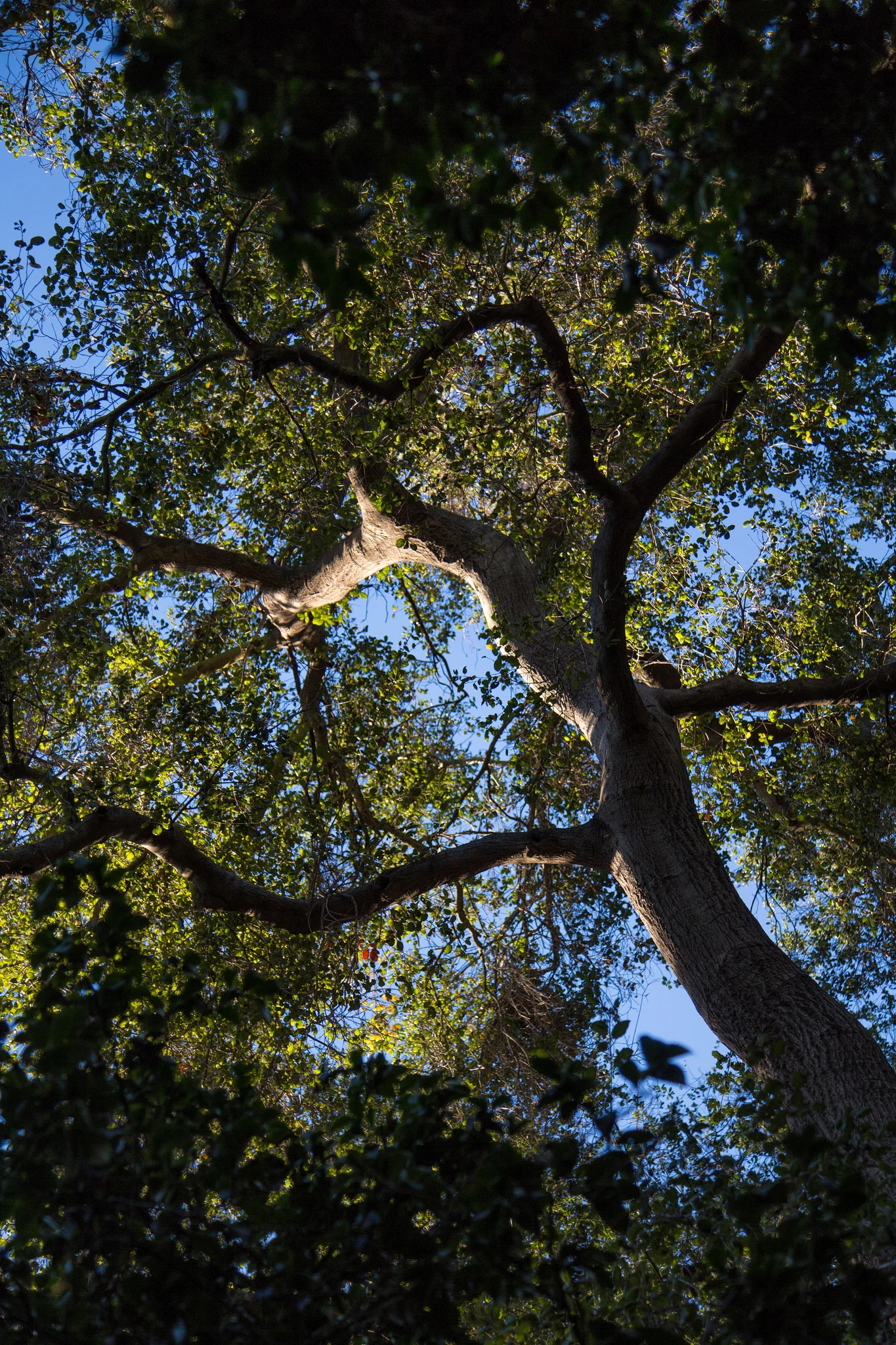 Beautiful Oak, Descanso Gardens