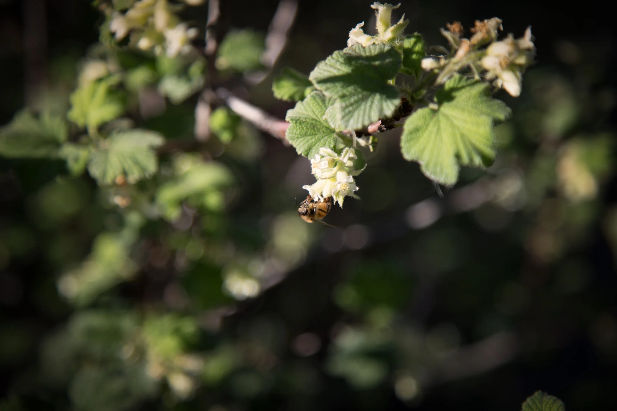 Bee on White Chaparral Currant, Descanso Gardens