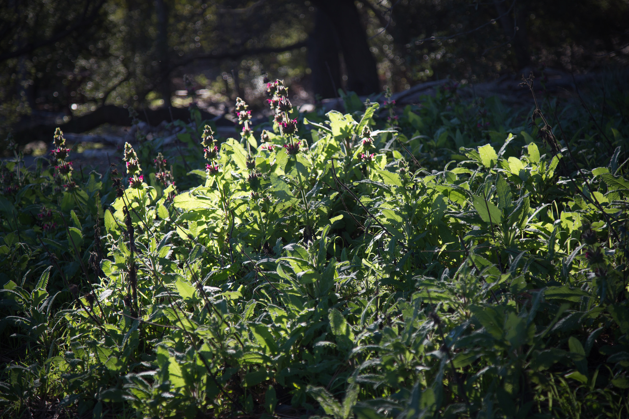 Hummingbird sage,&nbsp;Descanso Gardens