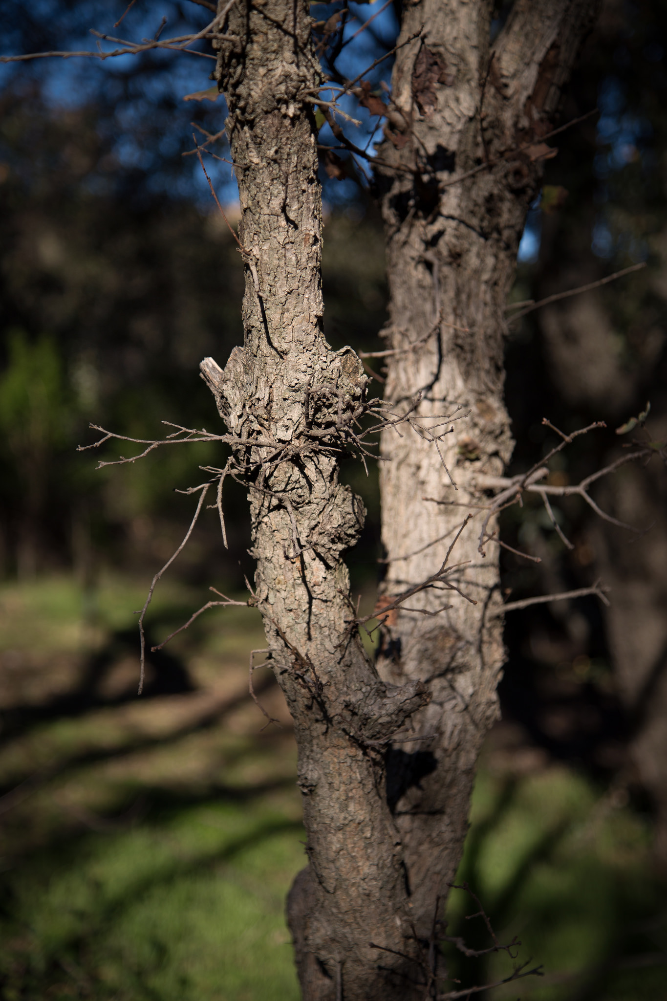 Tree with shadows,&nbsp;Descanso Gardens