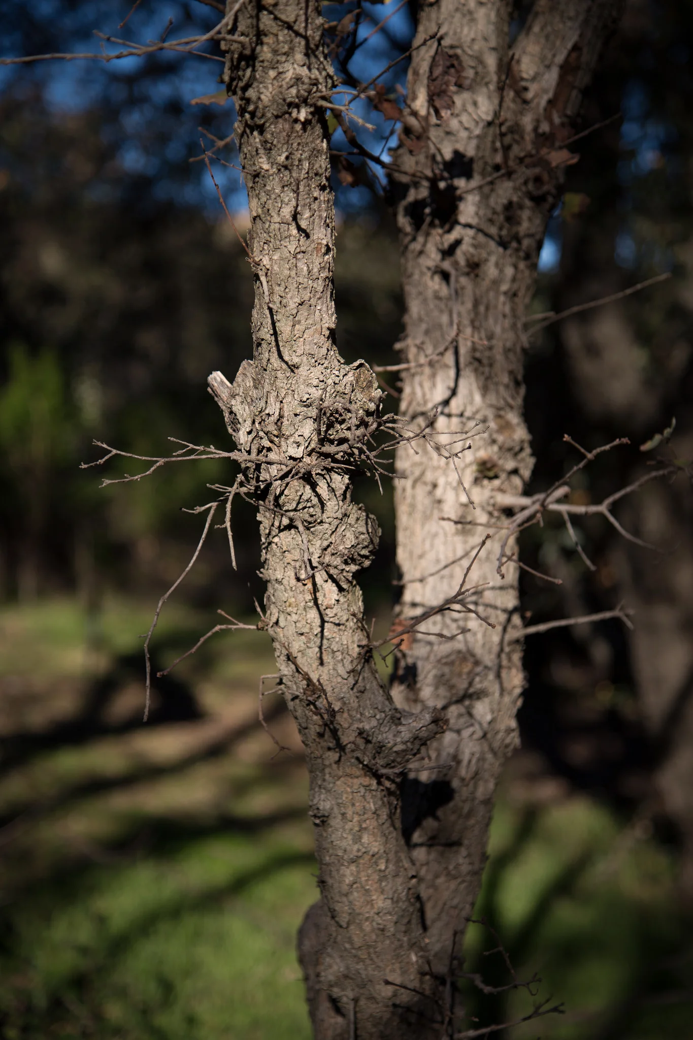 Tree with shadows, Descanso Gardens