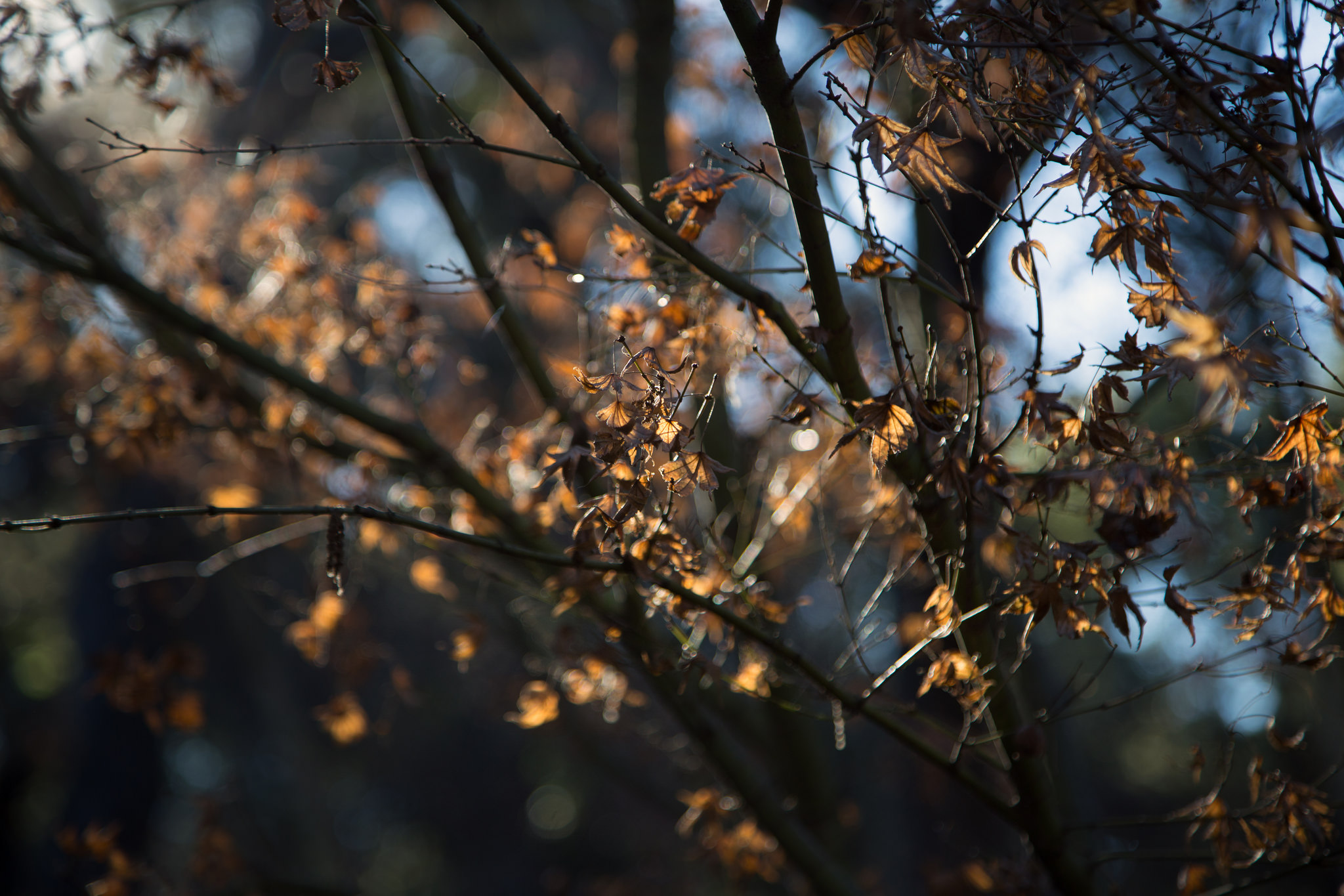 Browning leaves on Japanese Maple,&nbsp;Descanso Gardens