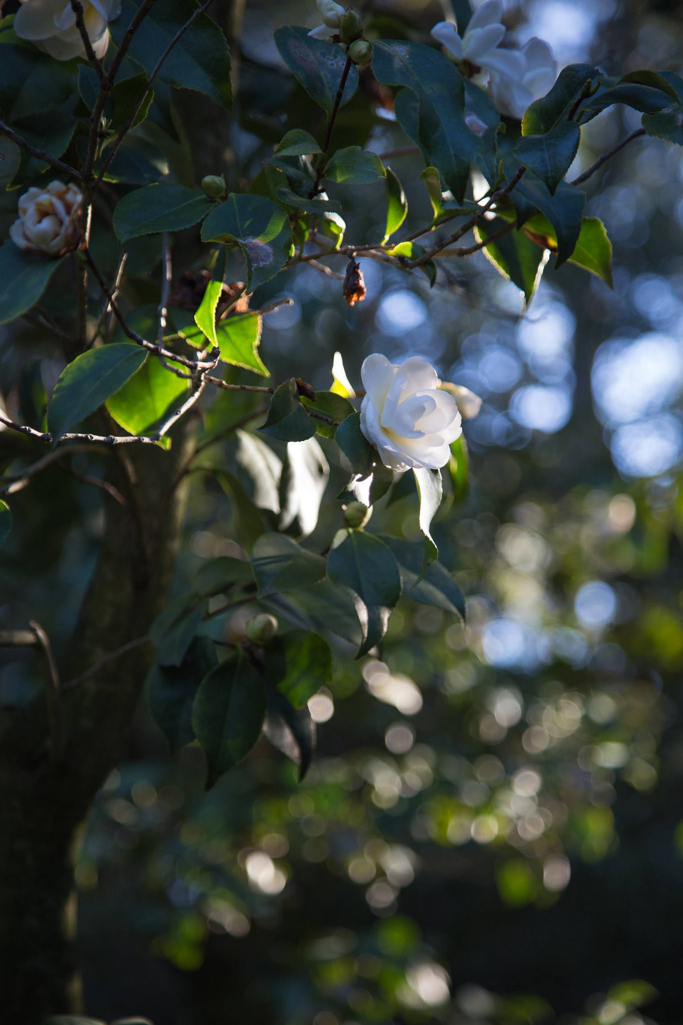 White camellia, Descanso Gardens