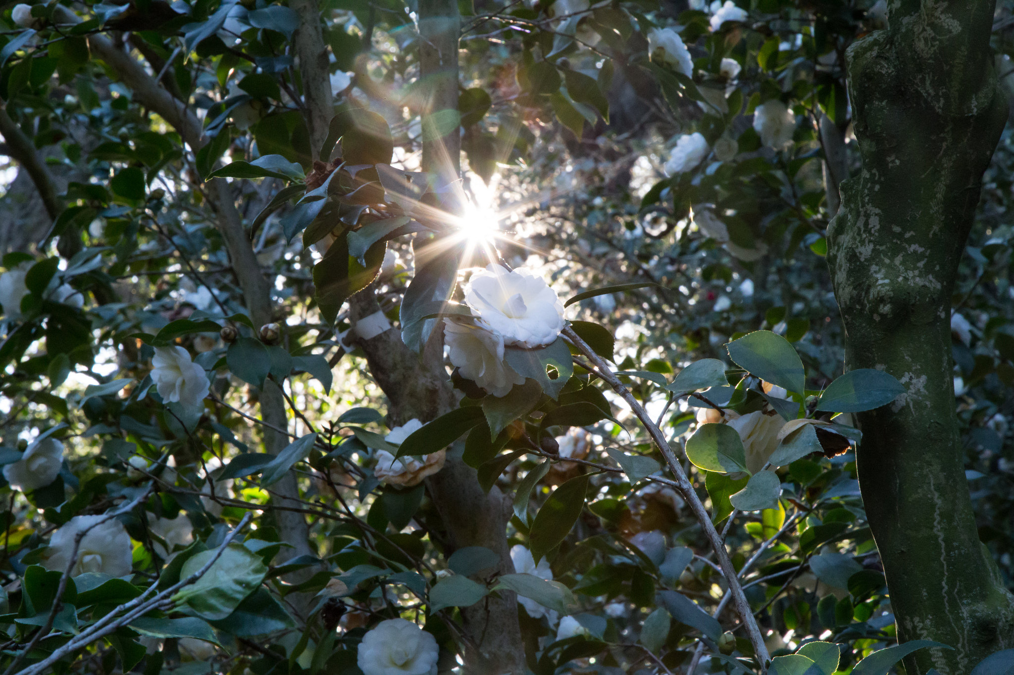 Magic in the camellia forest,&nbsp;Descanso Gardens