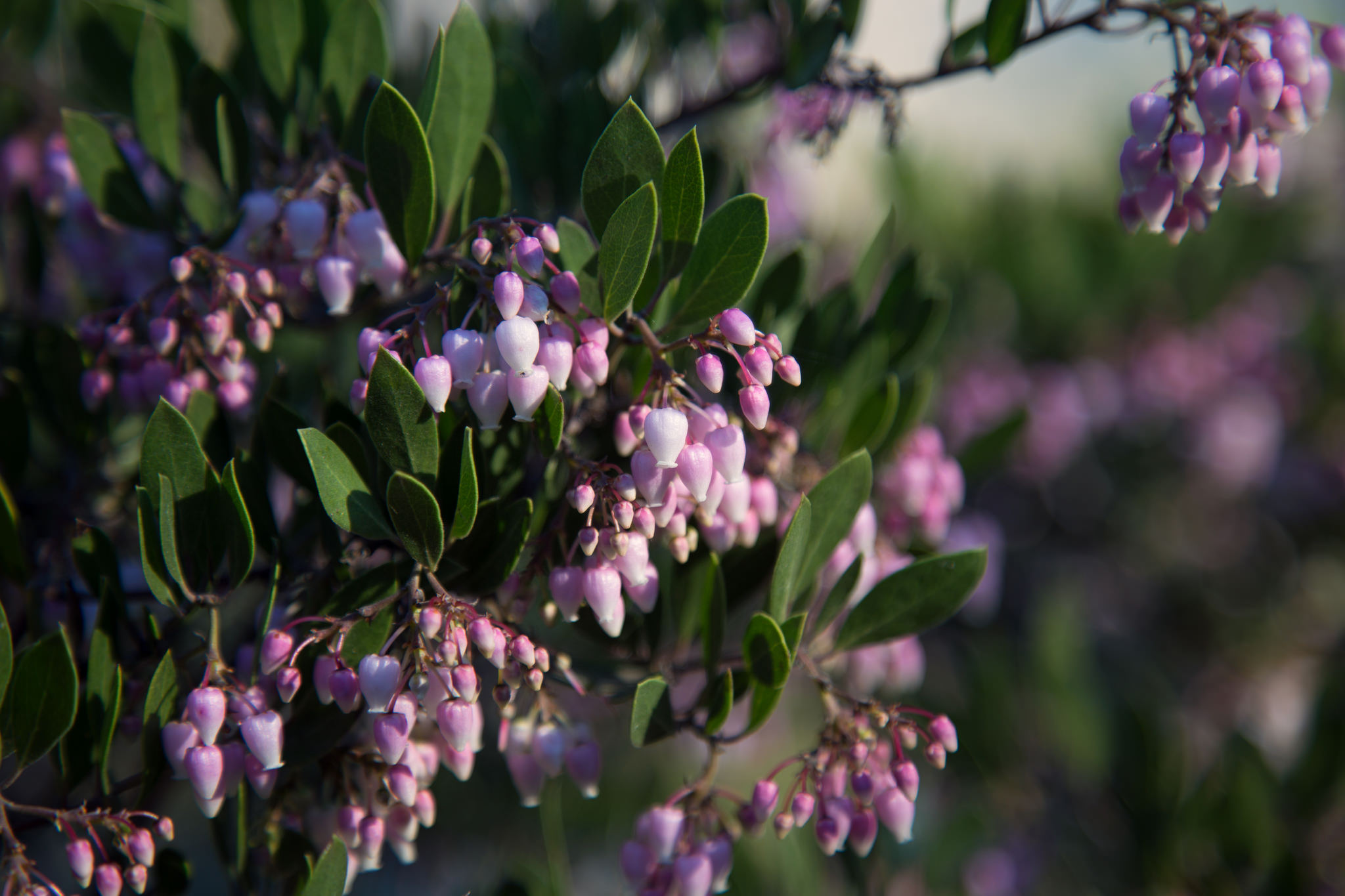 New buds, Descanso Gardens