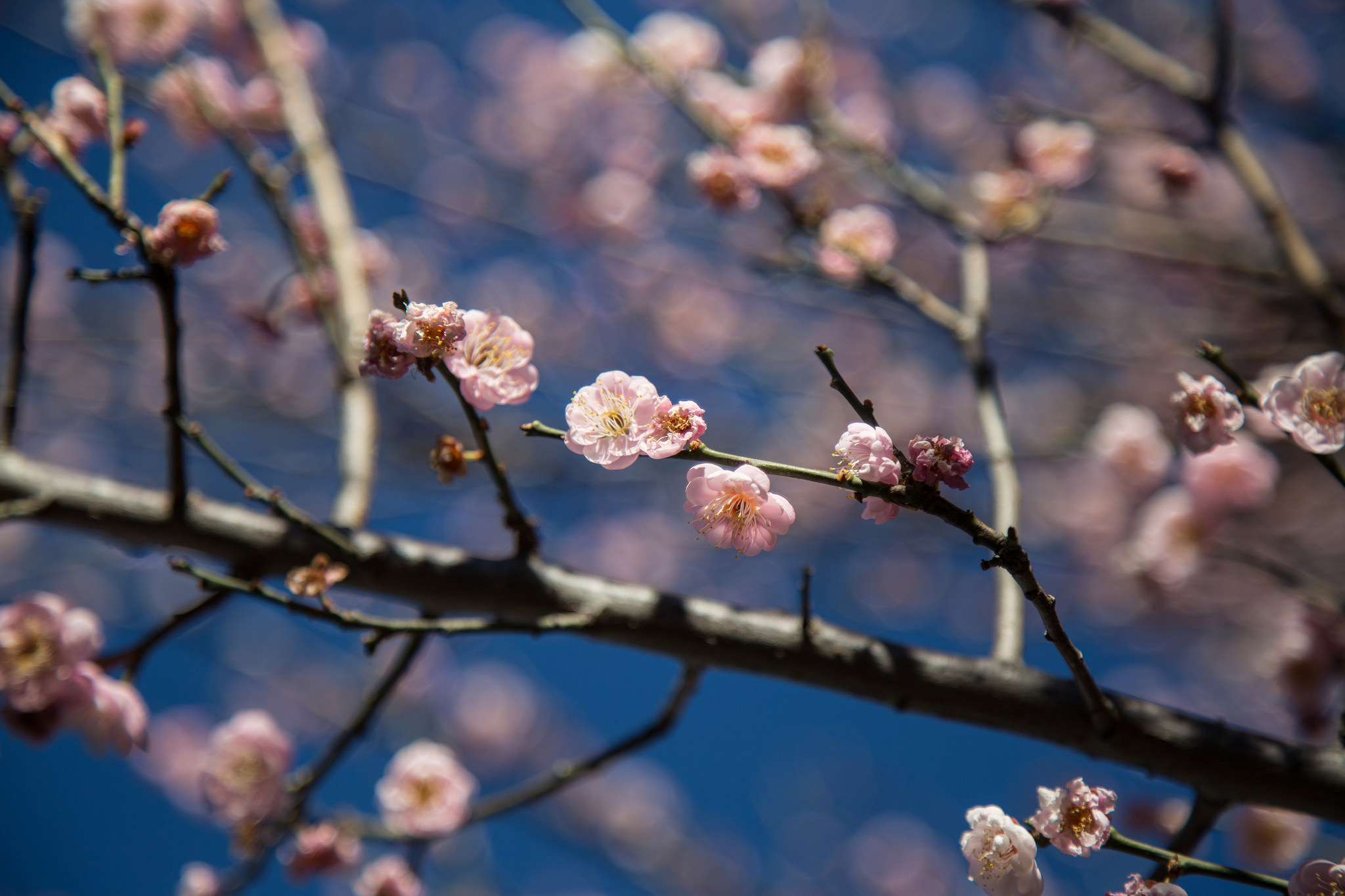 Apricot blossoming tree, Los Angeles County Arboretum