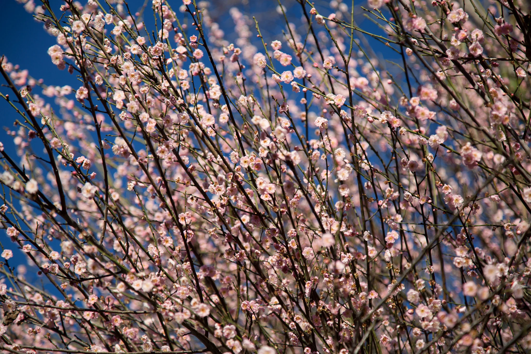 Blossoming apricot tree, Los Angeles County Arboretum