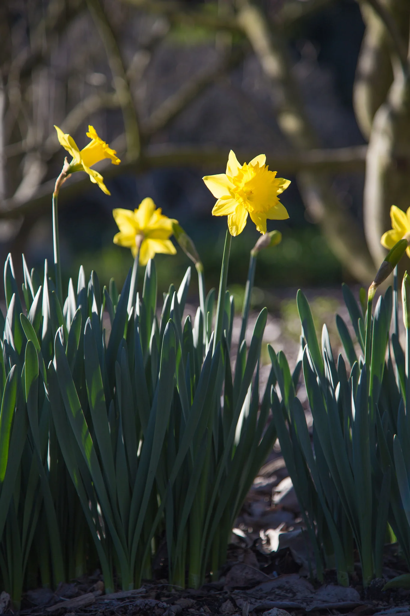 Daffodils, Los Angeles County Arboretum