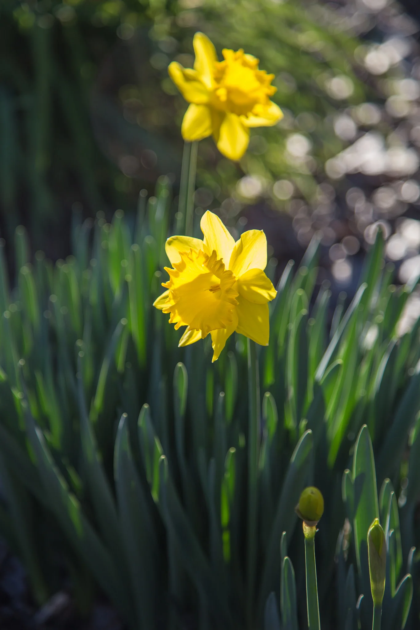 Daffodils, Los Angeles County Arboretum