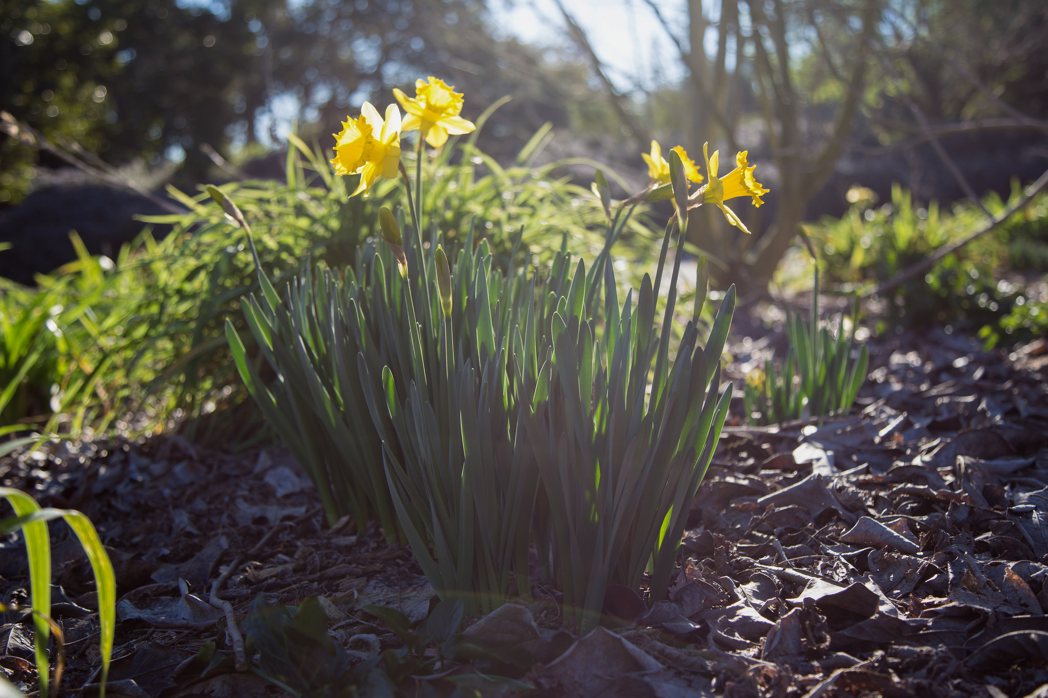 Daffodils,&nbsp;Los Angeles County Arboretum