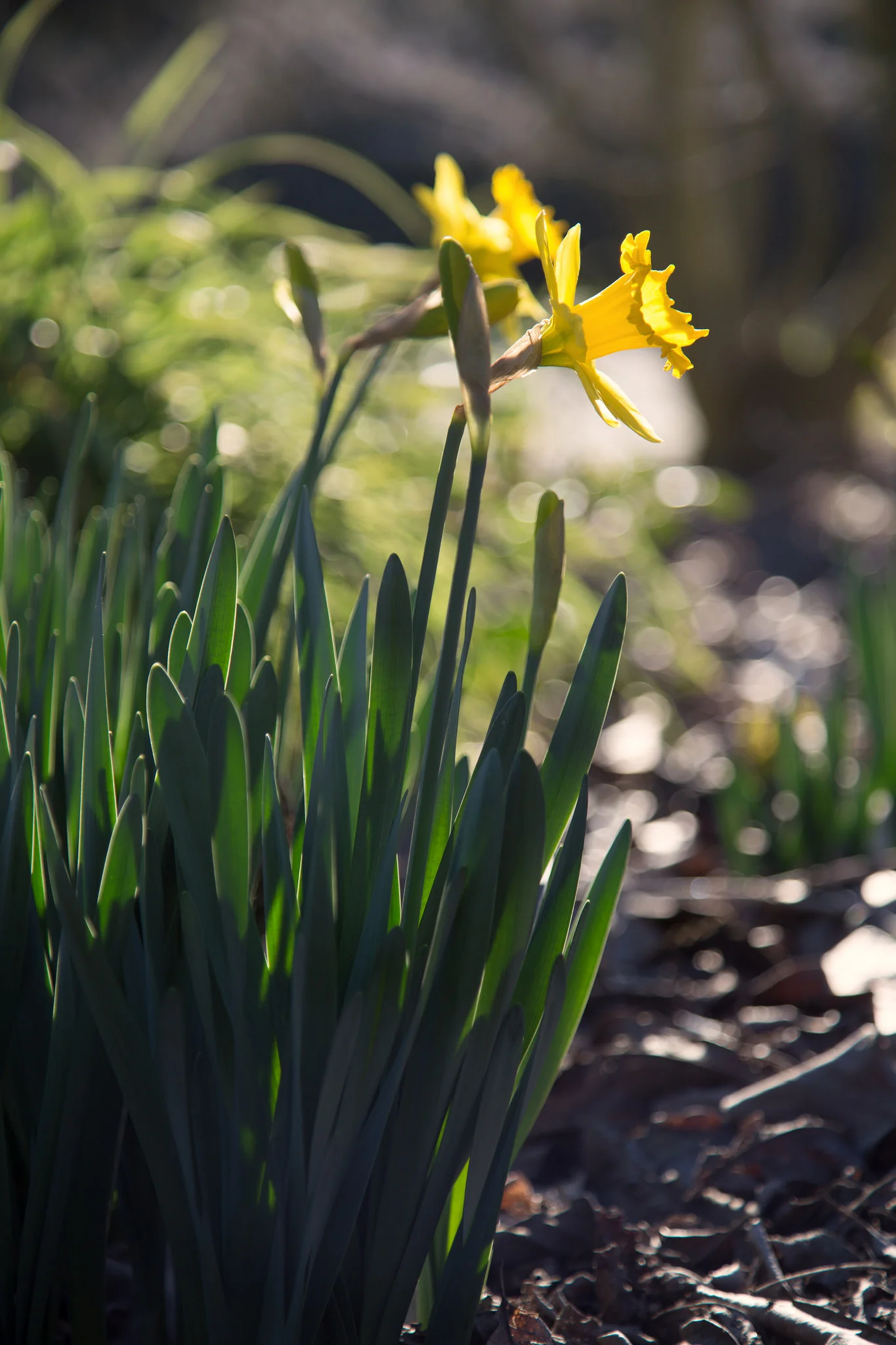 Daffodils, Los Angeles County Arboretum