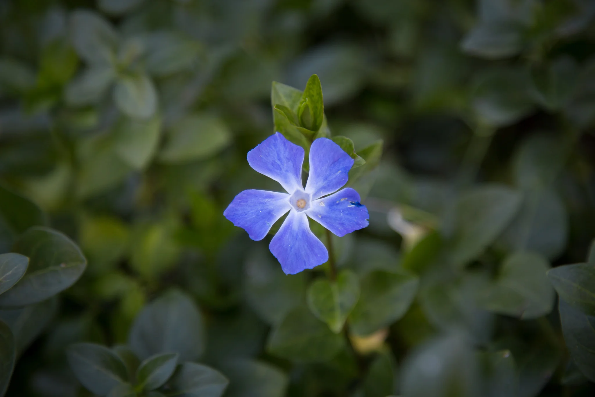 Los Angeles County Arboretum