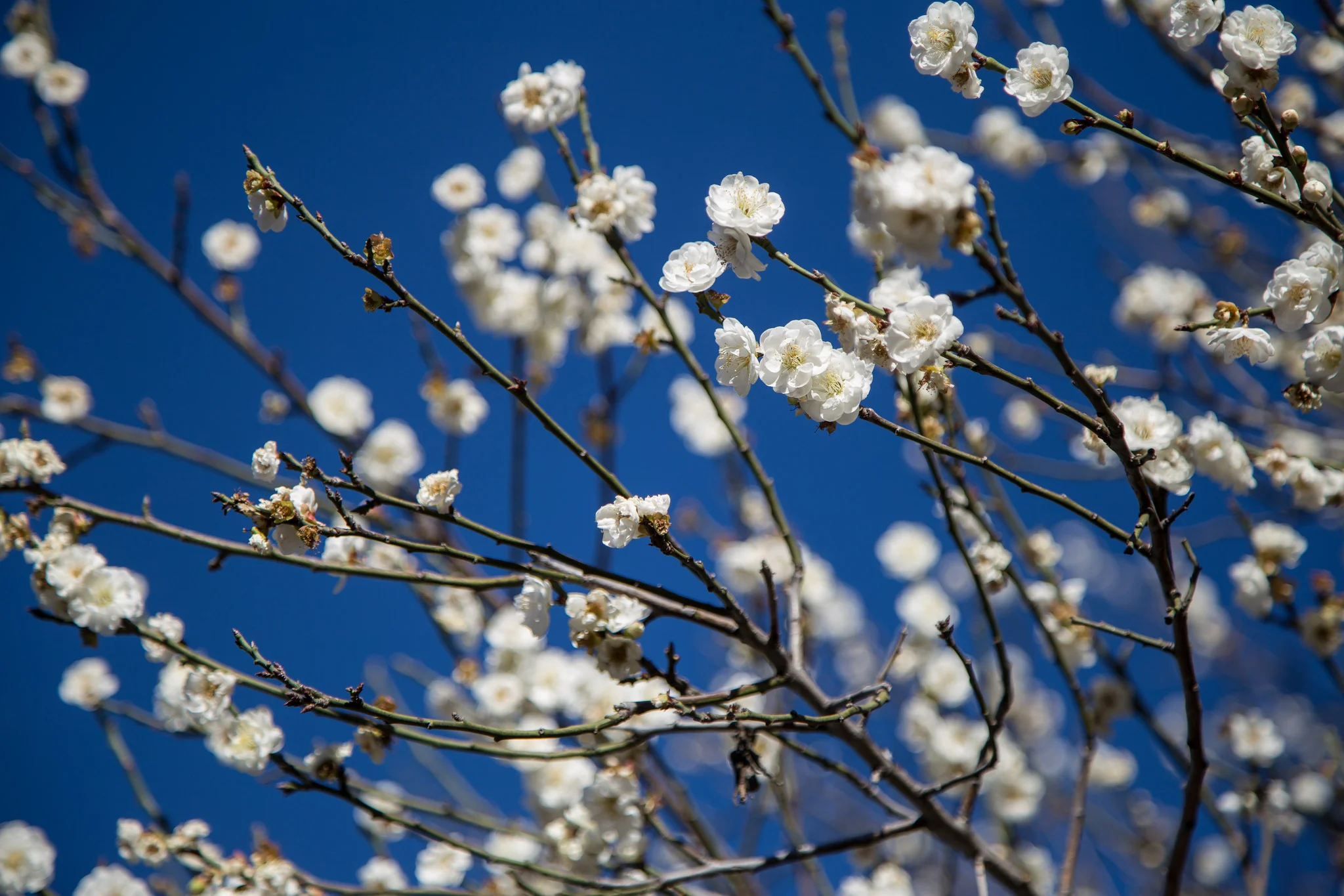 Apricot blossoming tree, Los Angeles County Arboretum
