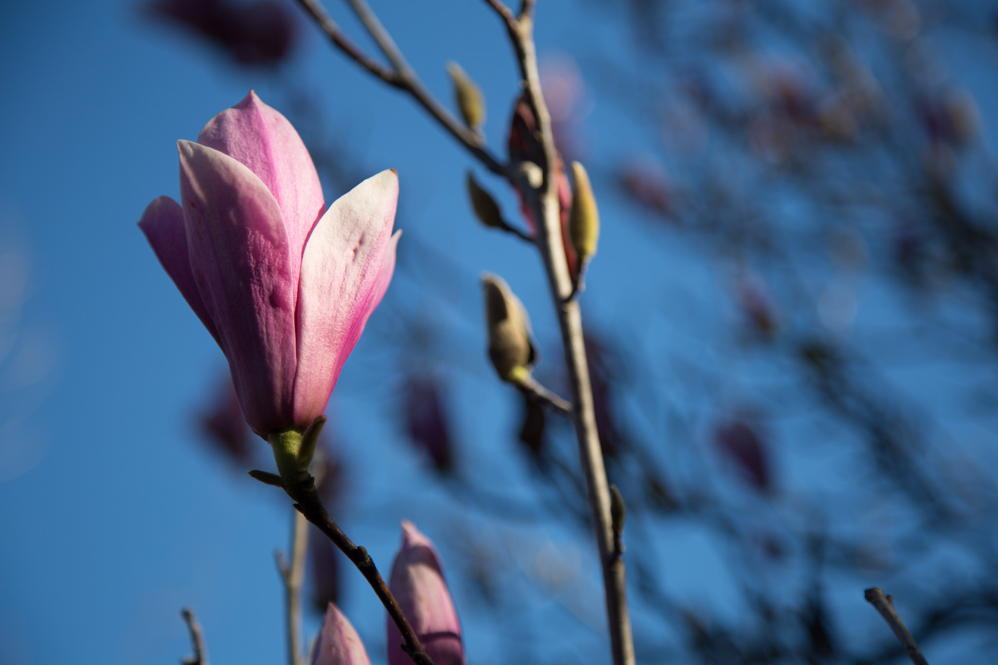 Magnolia