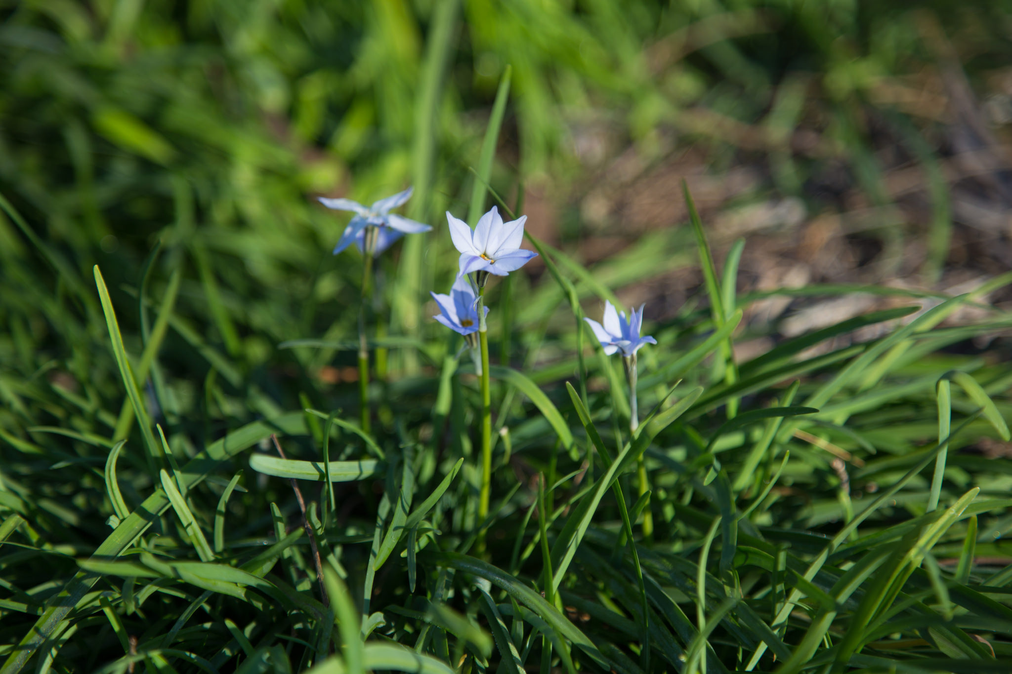 Los Angeles County Arboretum