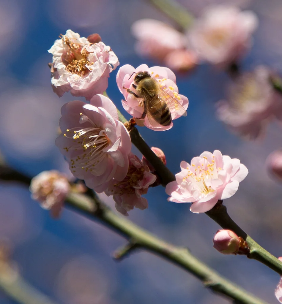 Bee on apricot blossom, Los Angeles County Arboretum