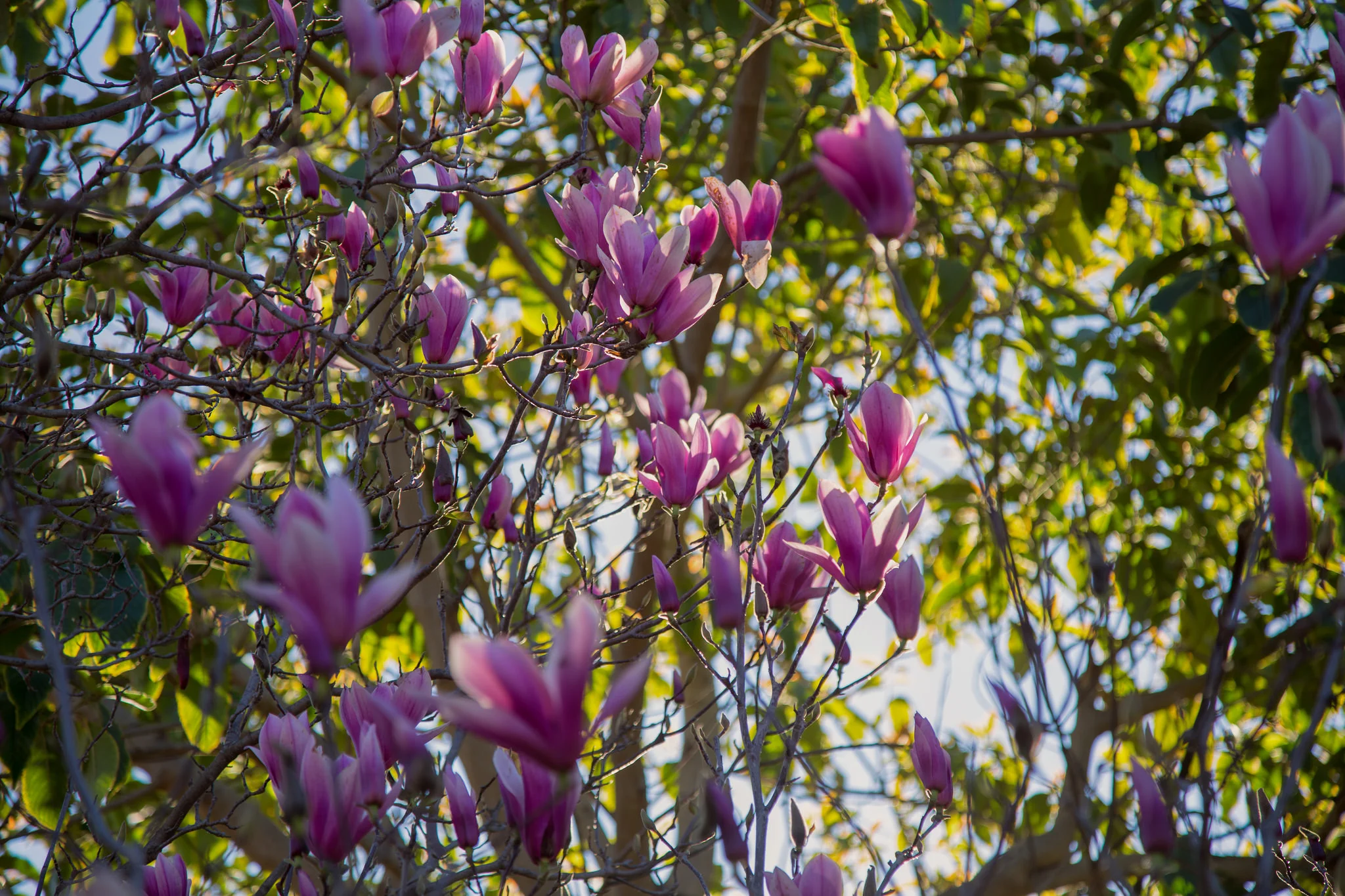 Magnolia, Los Angeles County Arboretum