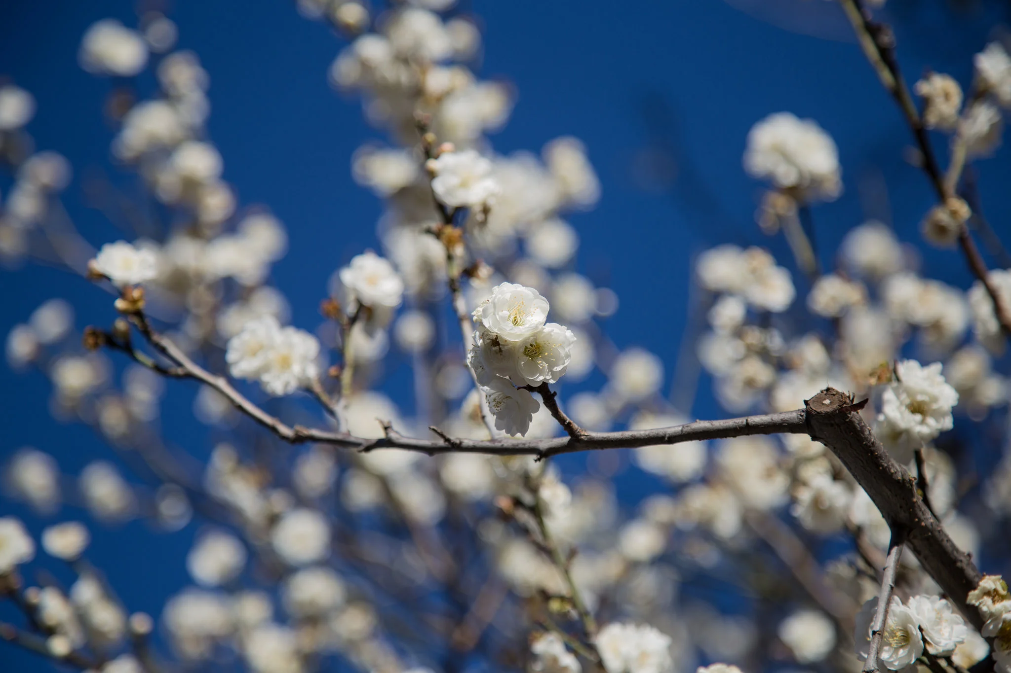 Apricot blossoms, Los Angeles County Arboretum