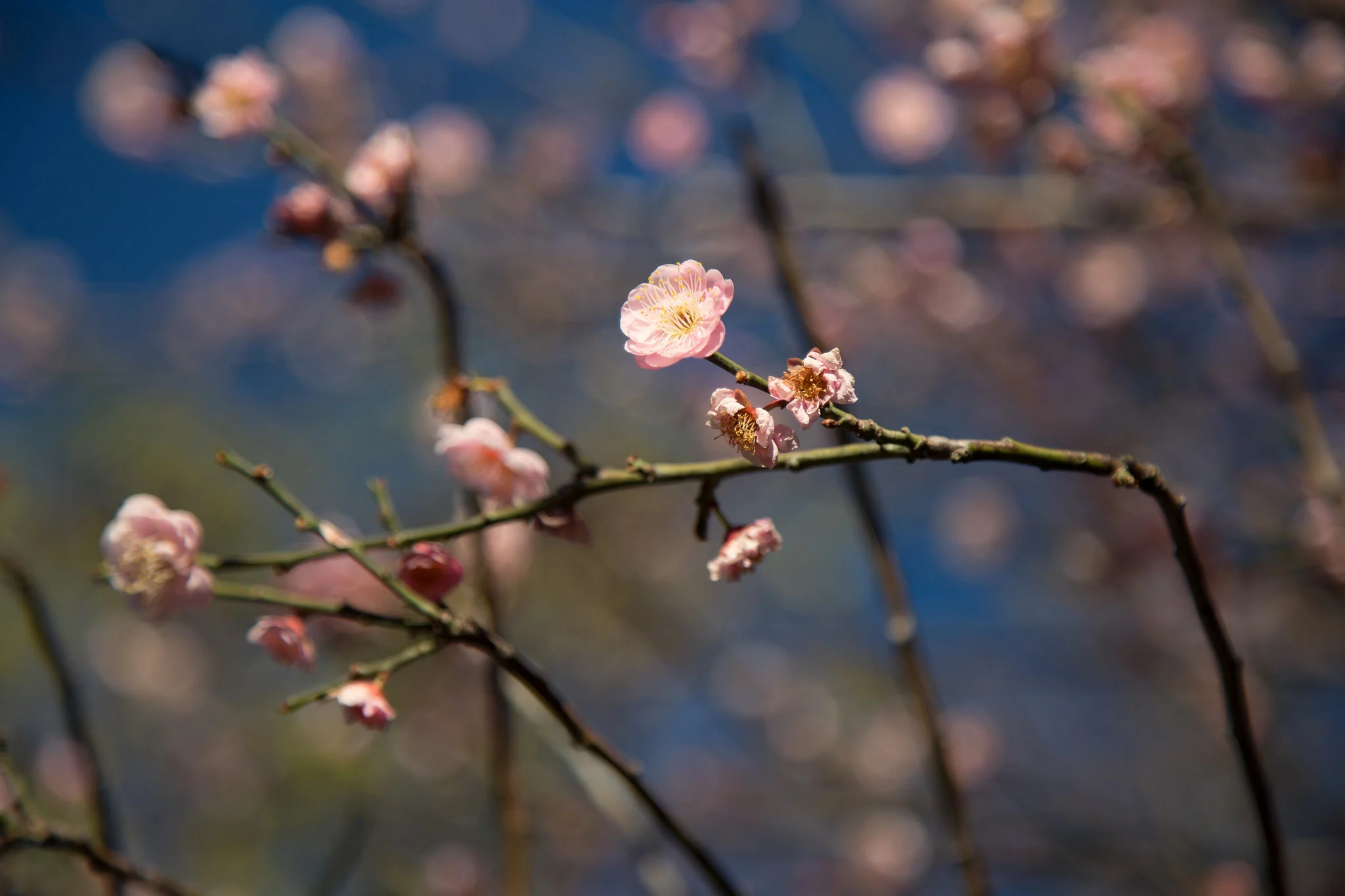 Apricot blossoms, Los Angeles County Arboretum