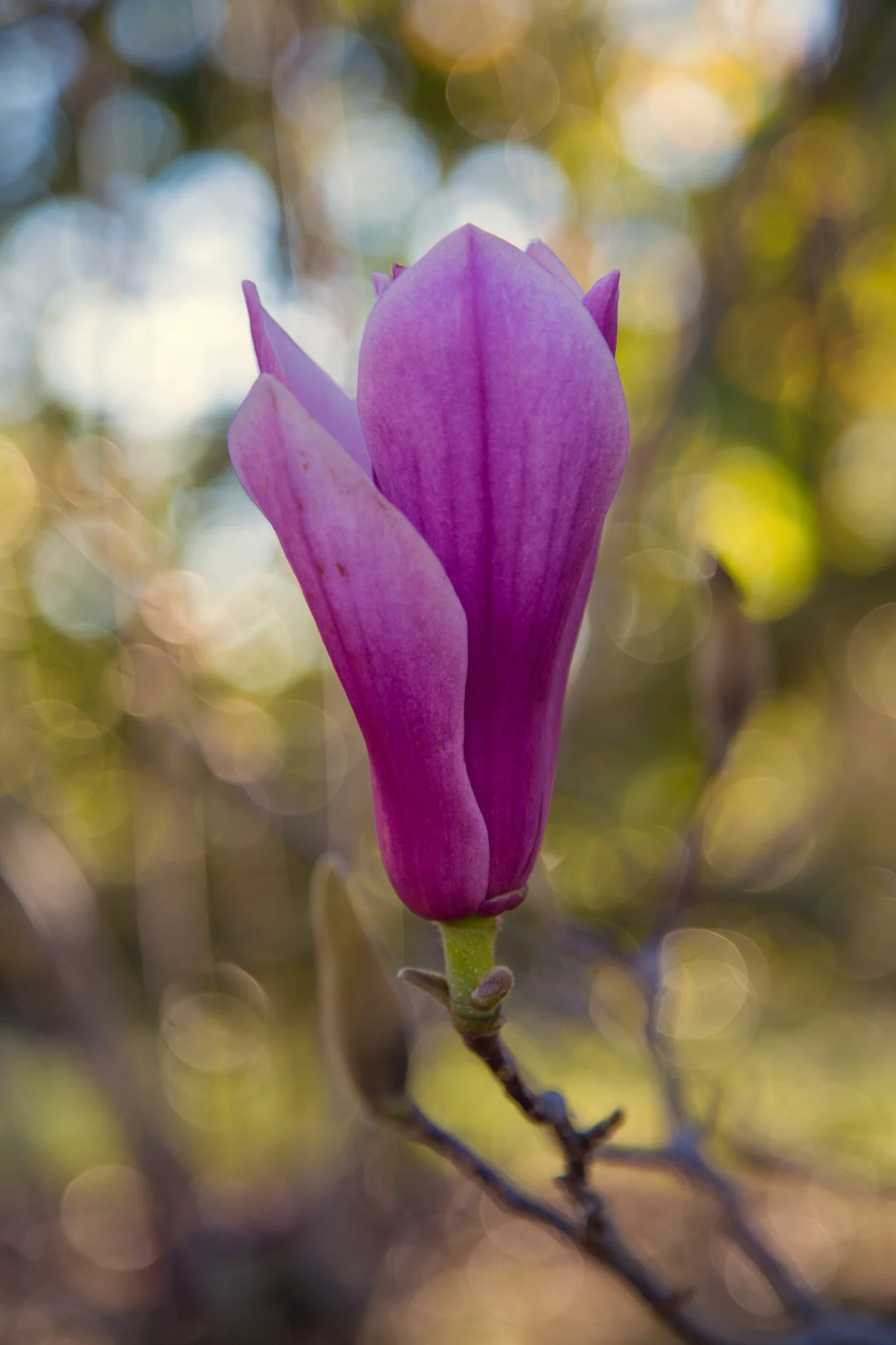 Magnolia