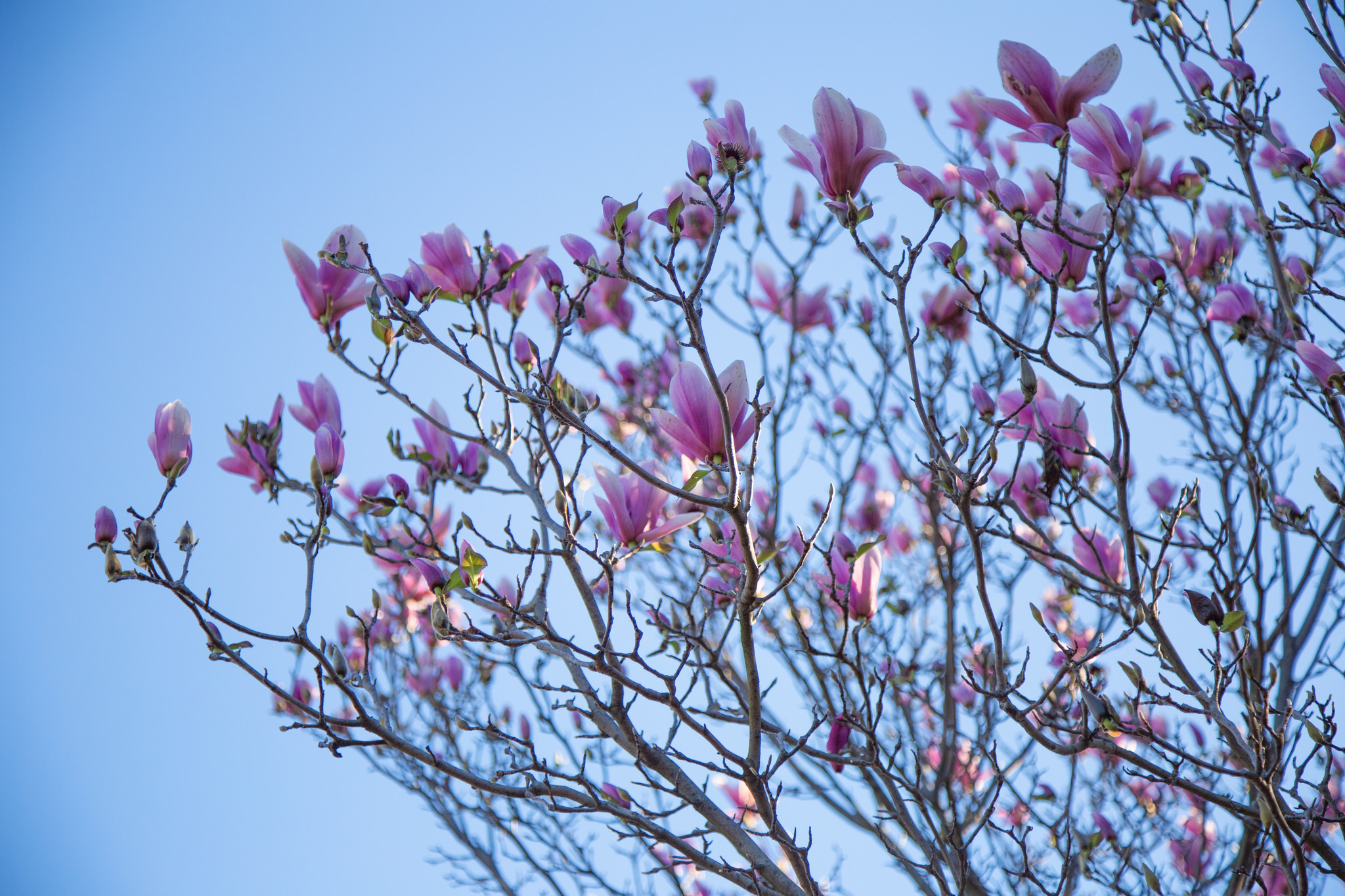 Magnolia,&nbsp;Los Angeles County Arboretum