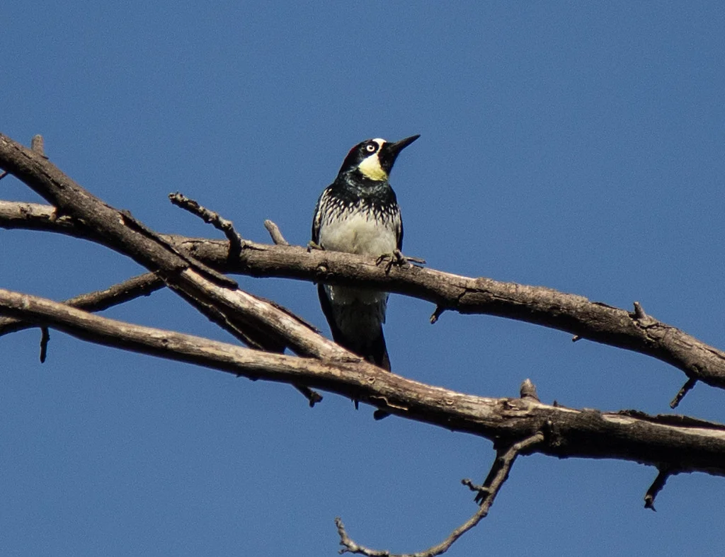 Acorn Woodpecker. There were at least 7 or 8 of these birds very high up on this tree.