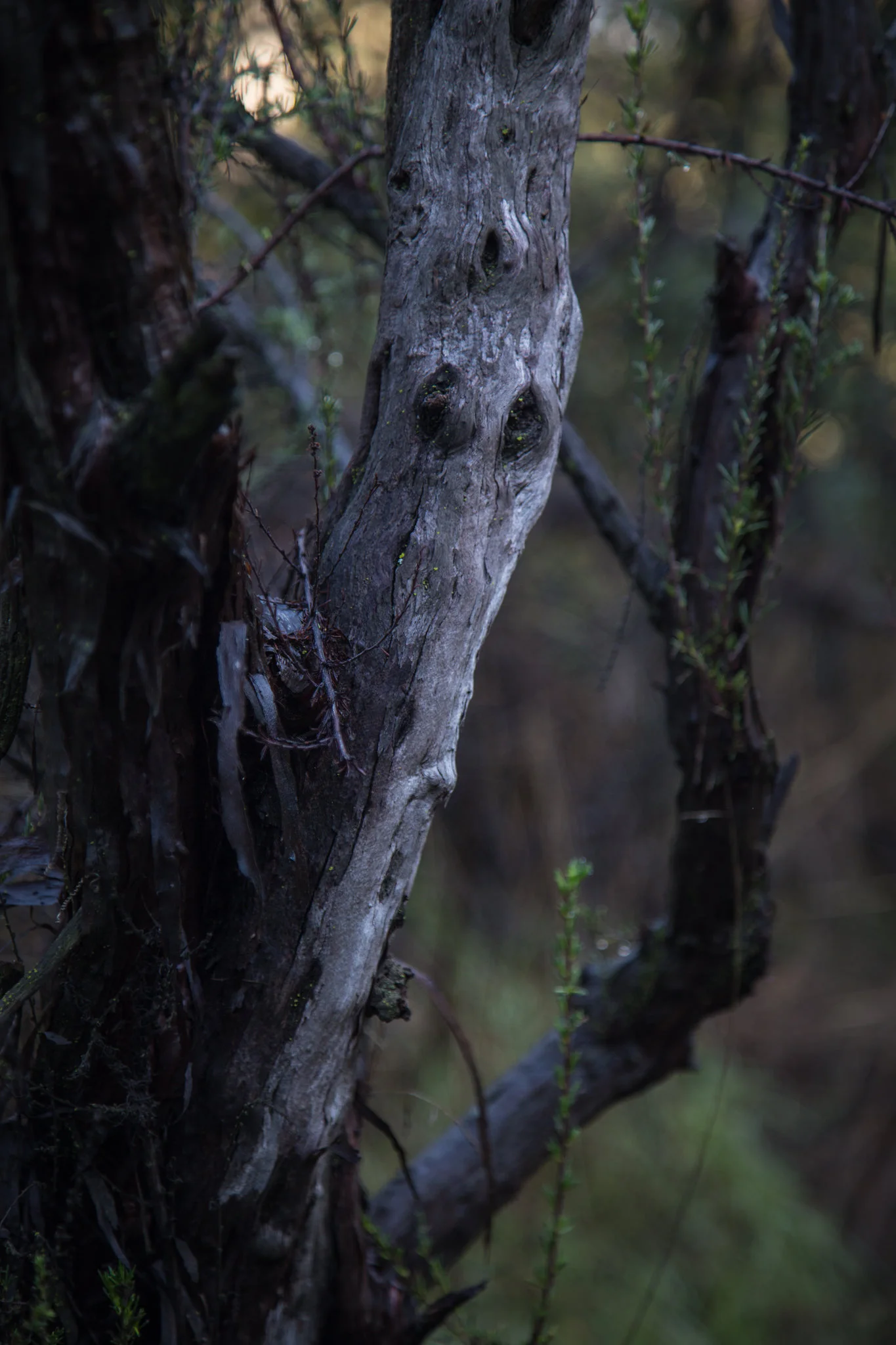 Interesting tree trunk.