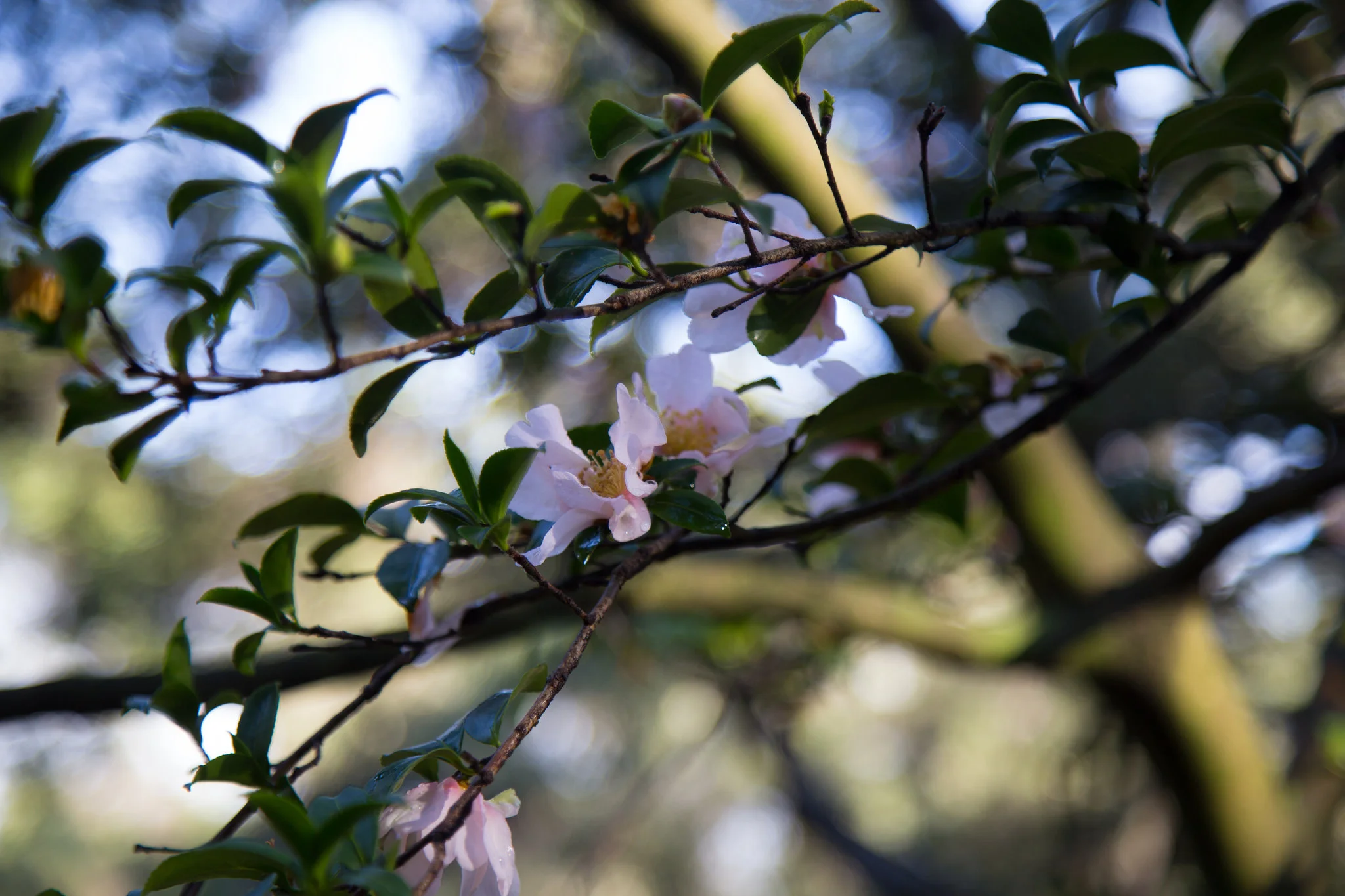 Pale pink camellia.