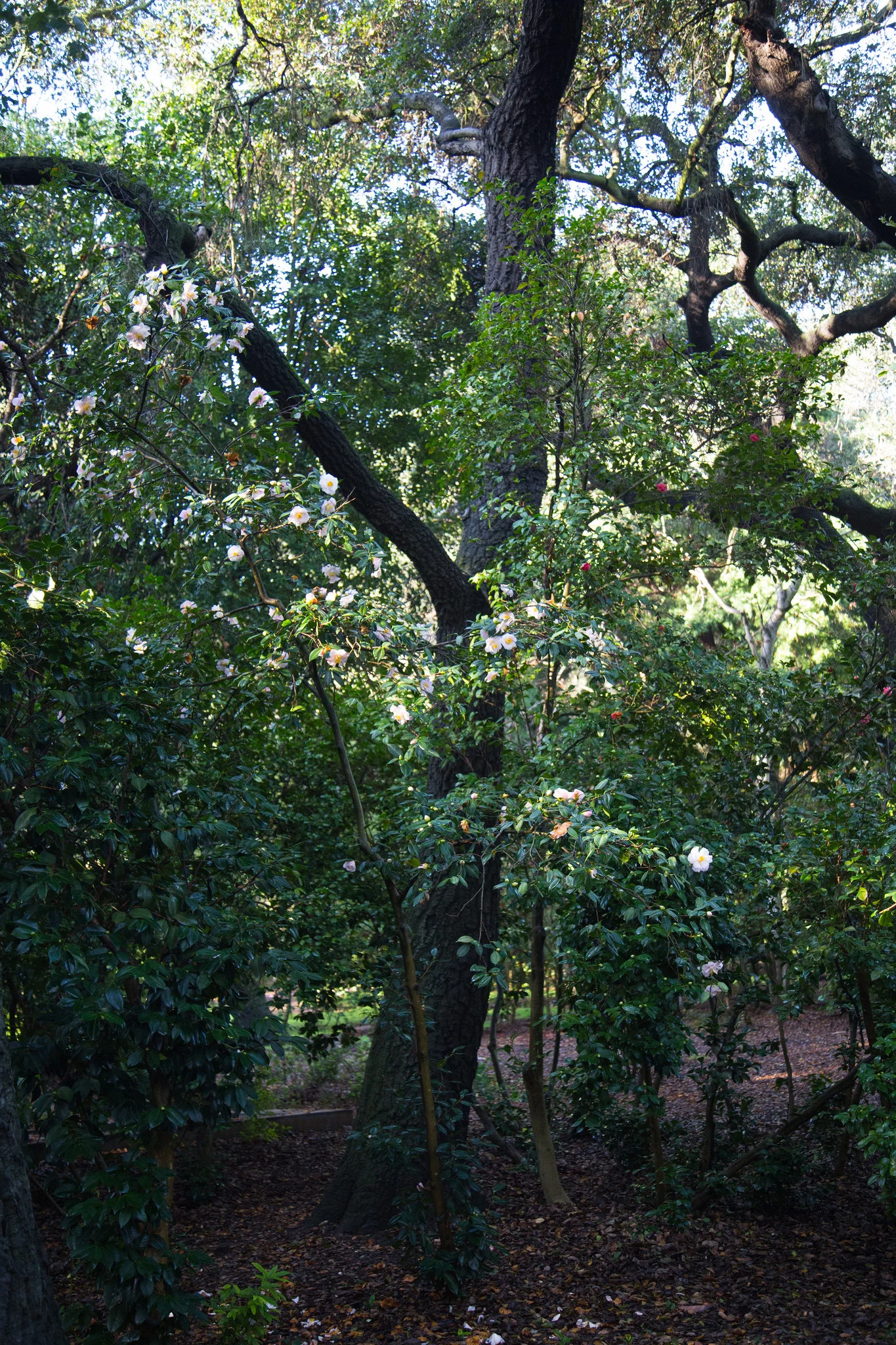 Camellia and oak trees.
